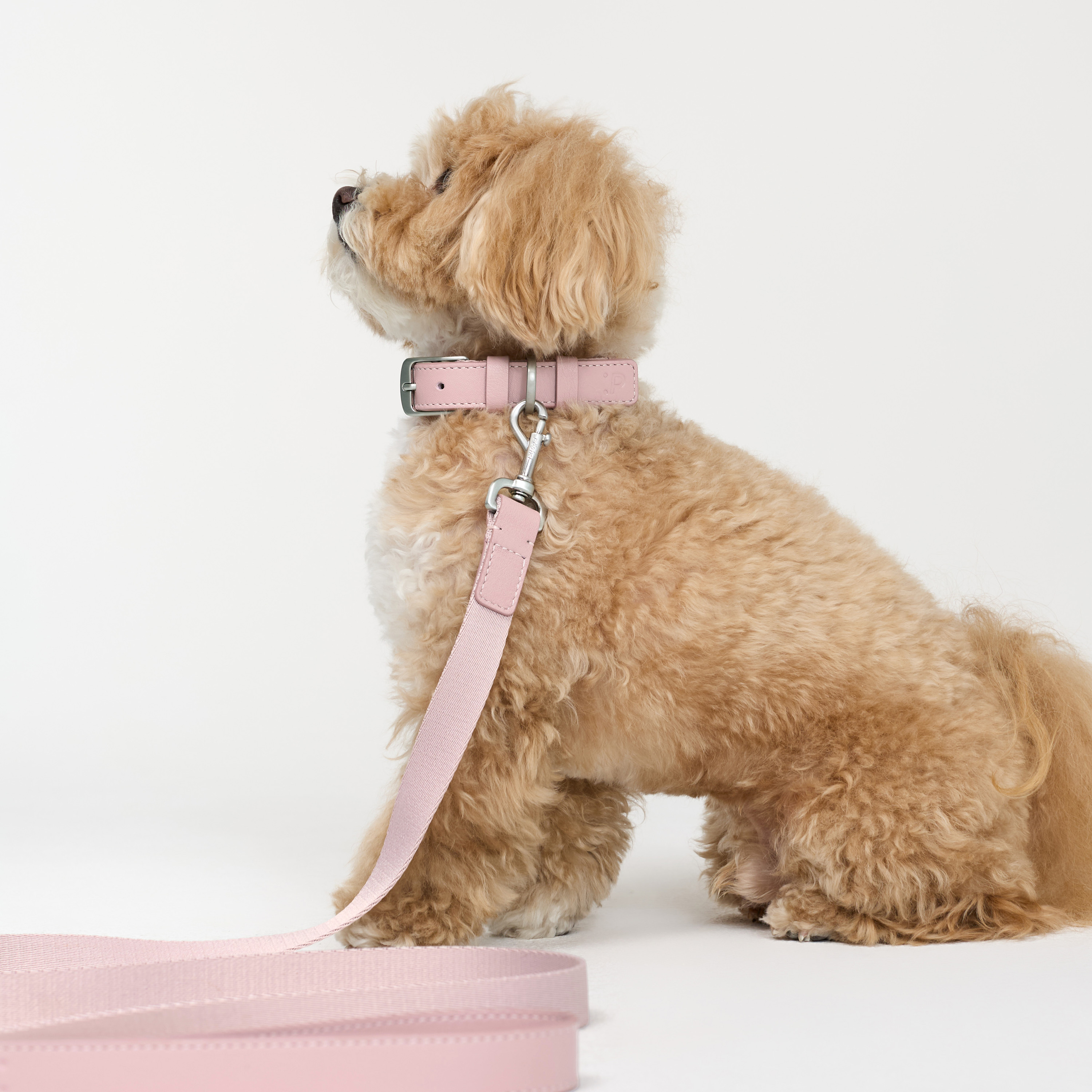 ошейник комби