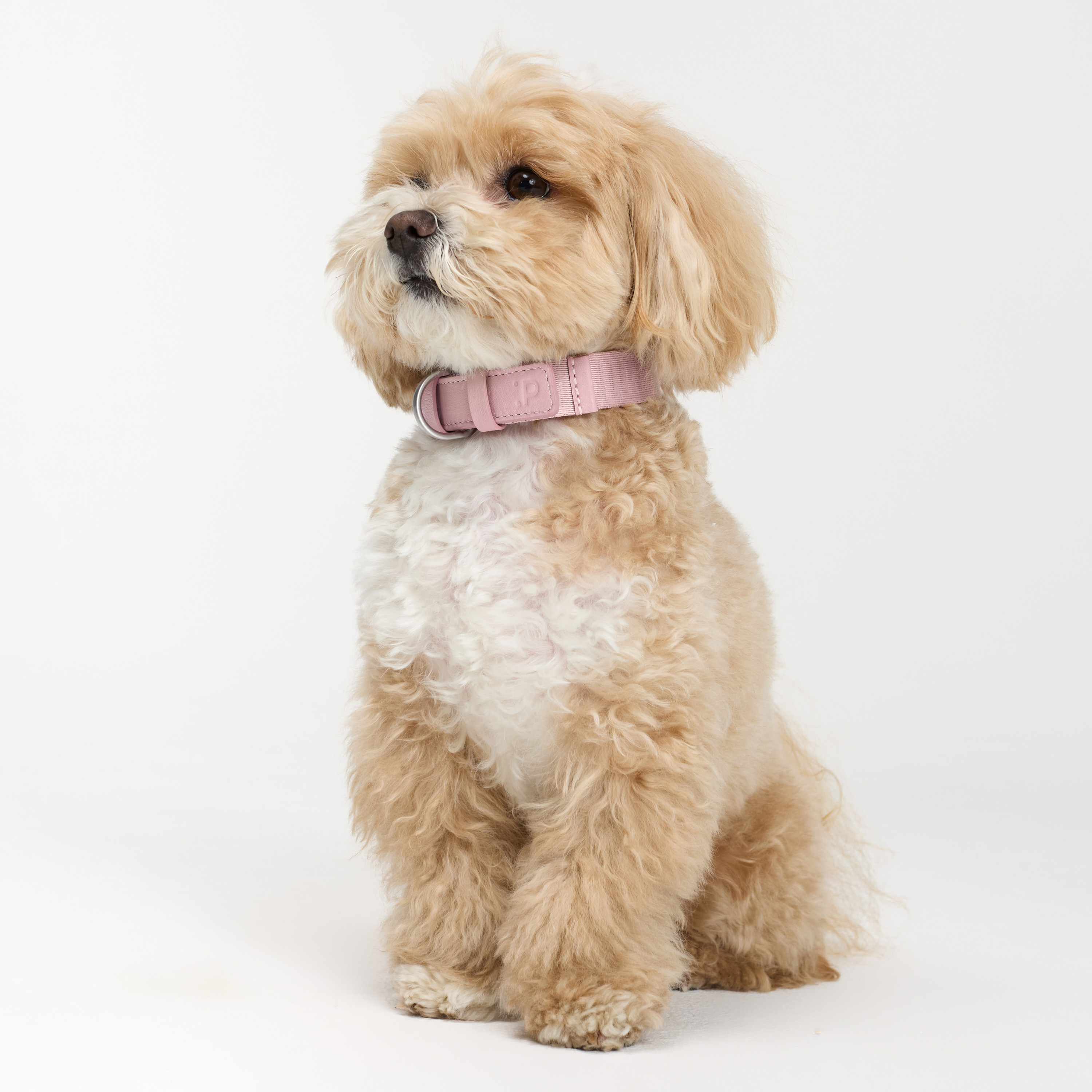 ошейник комби