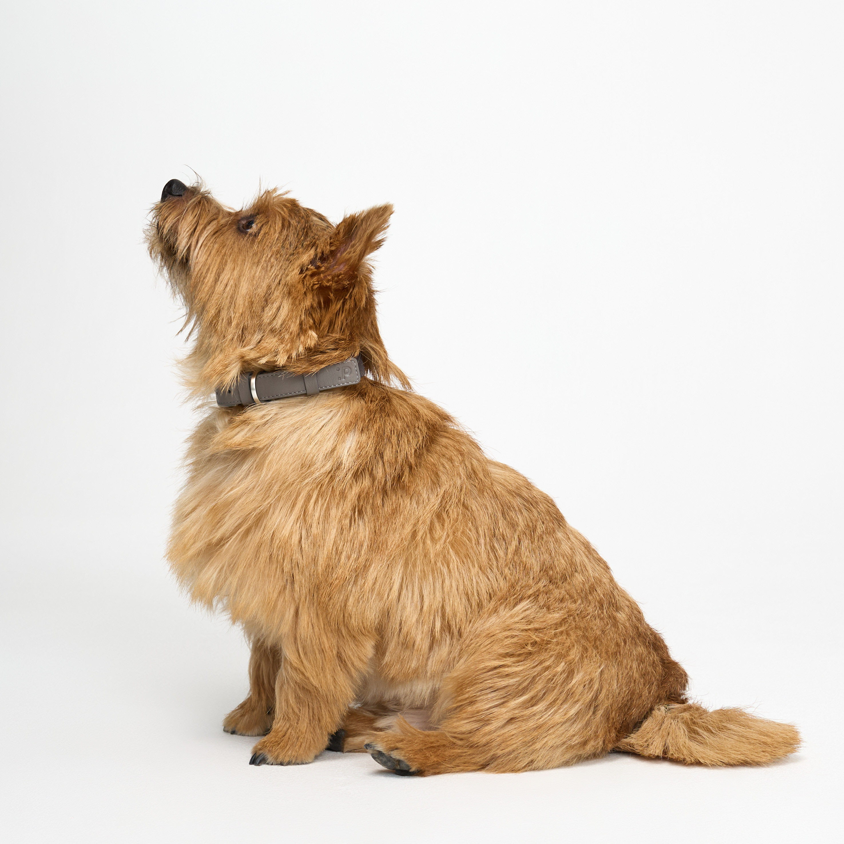 ошейник комби