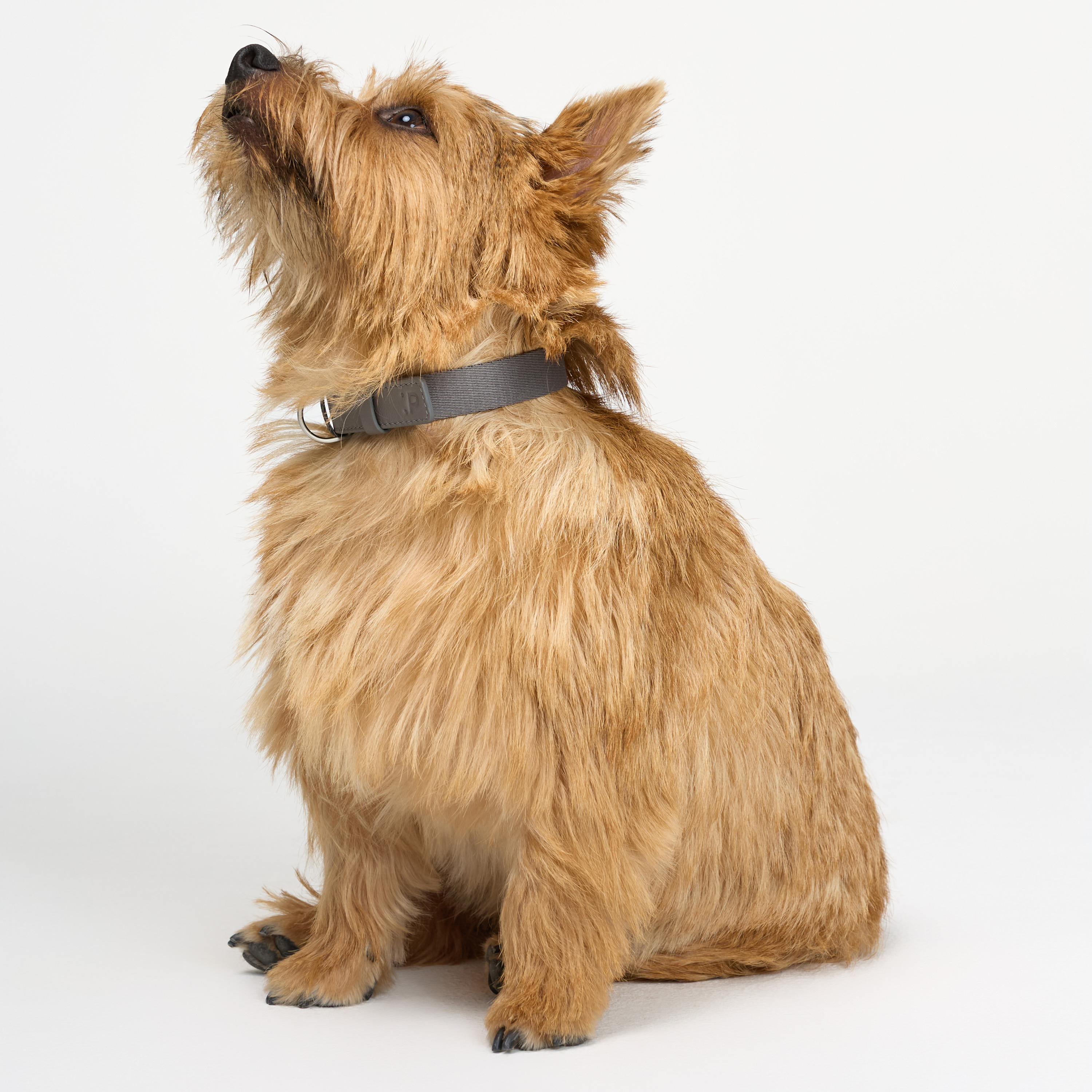 ошейник комби