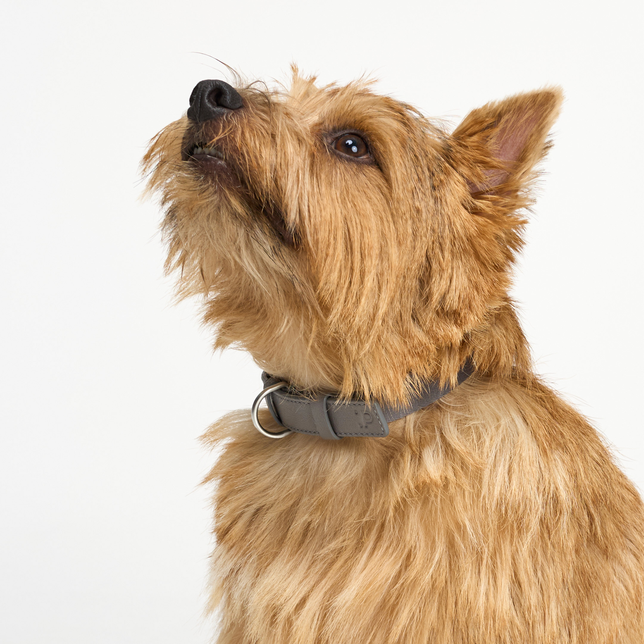 ошейник комби