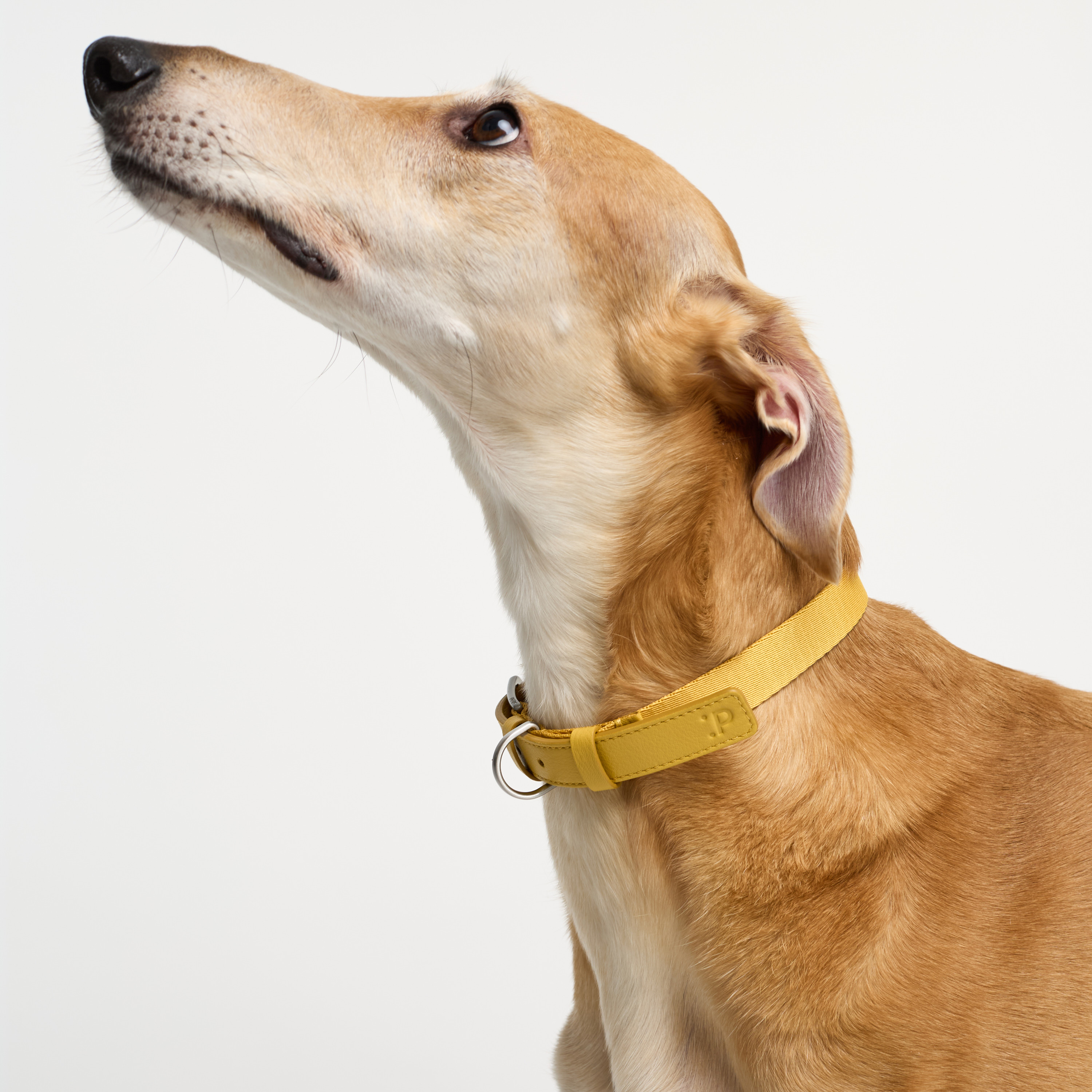 ошейник комби