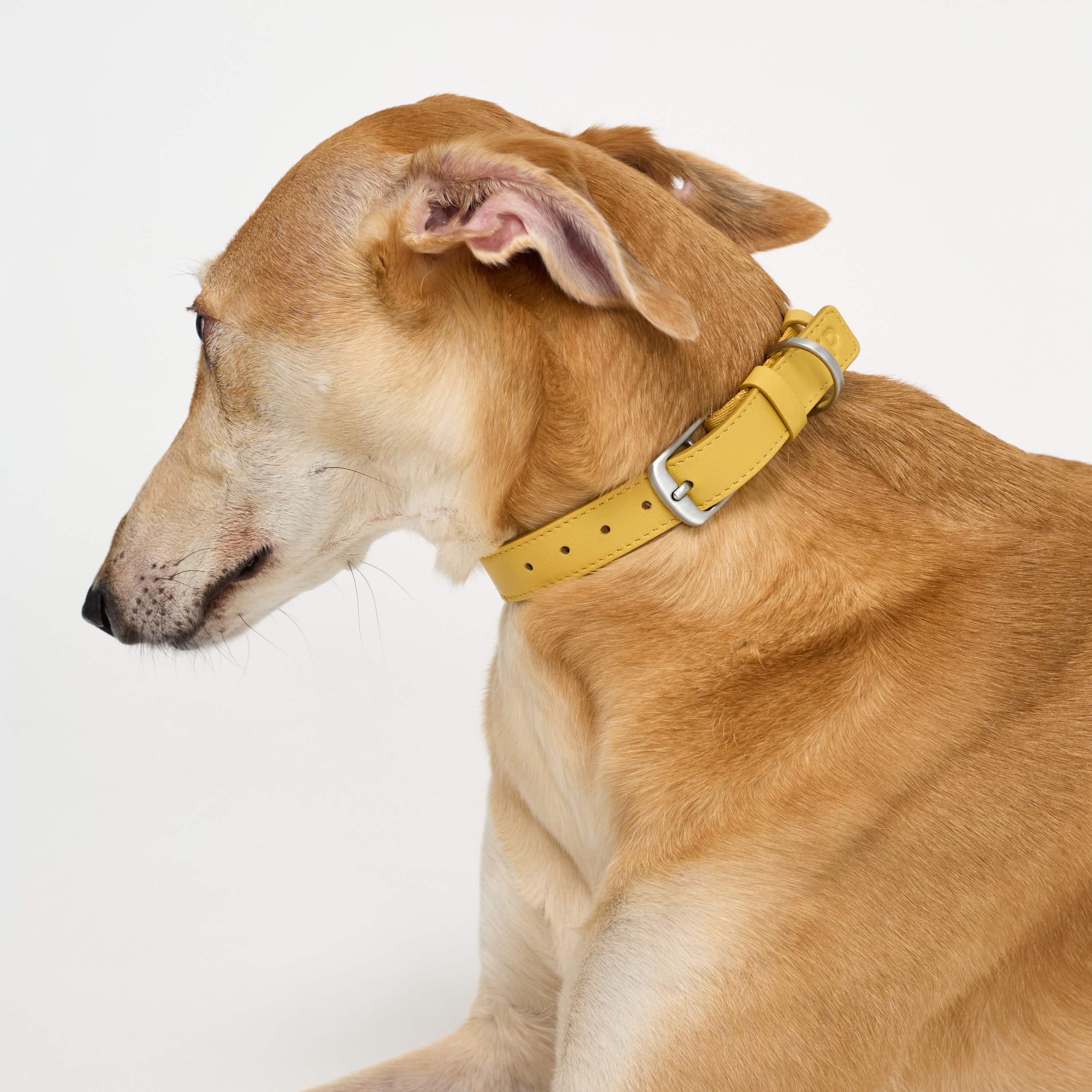 ошейник комби