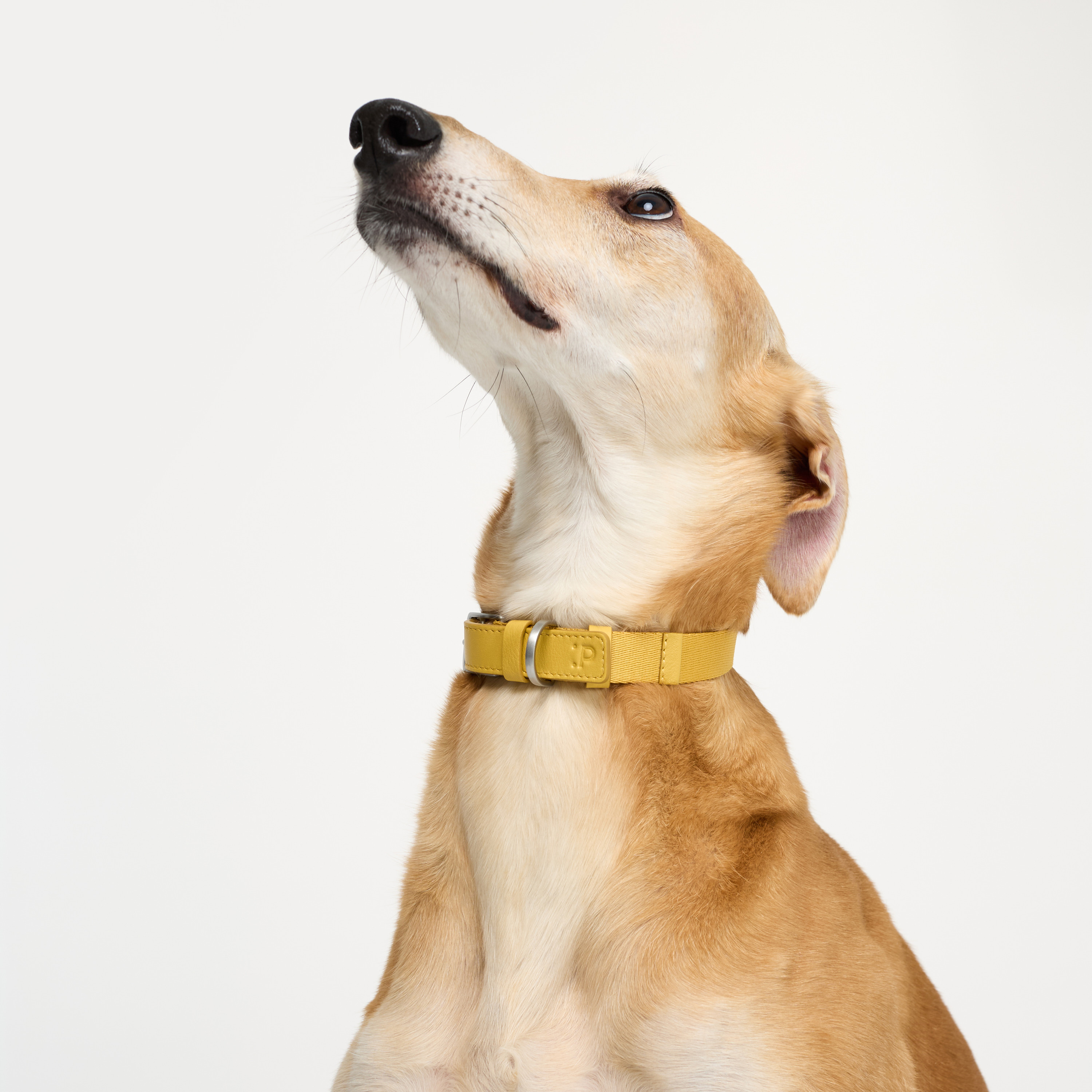 ошейник комби