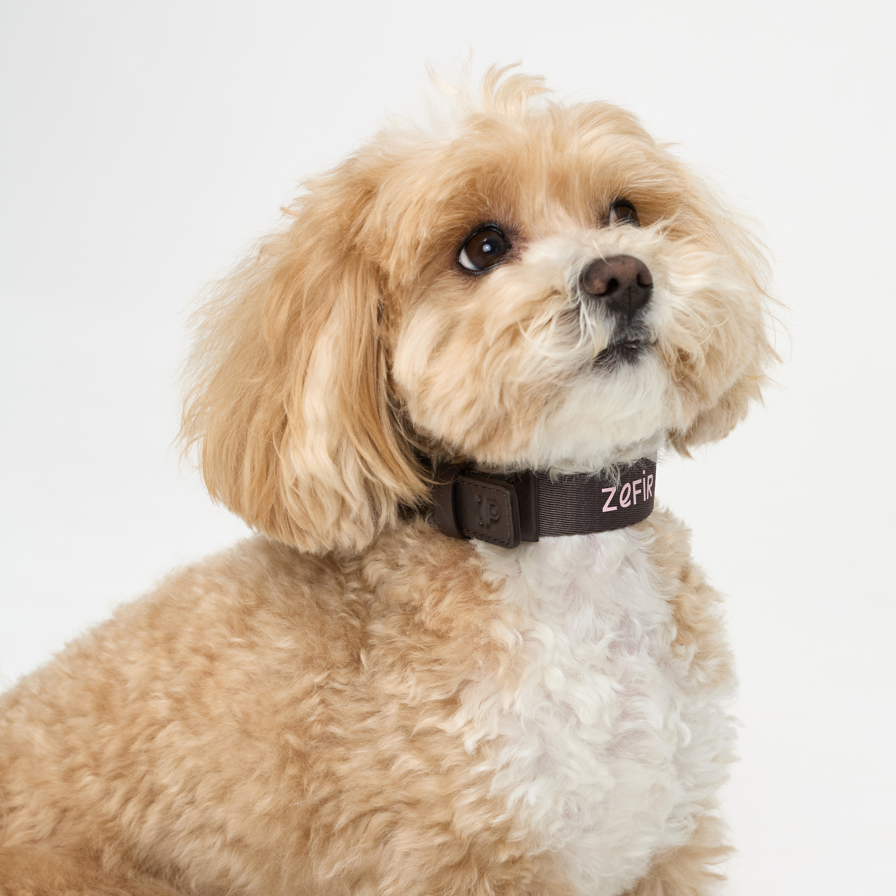 ошейник комби