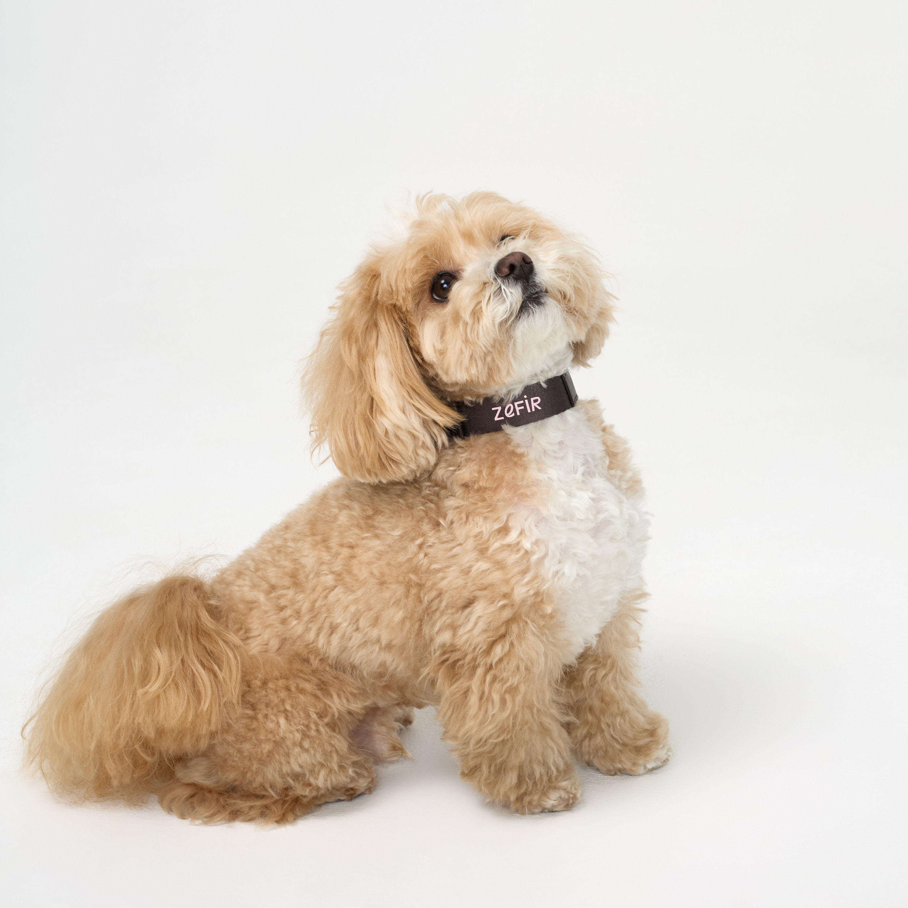 ошейник комби