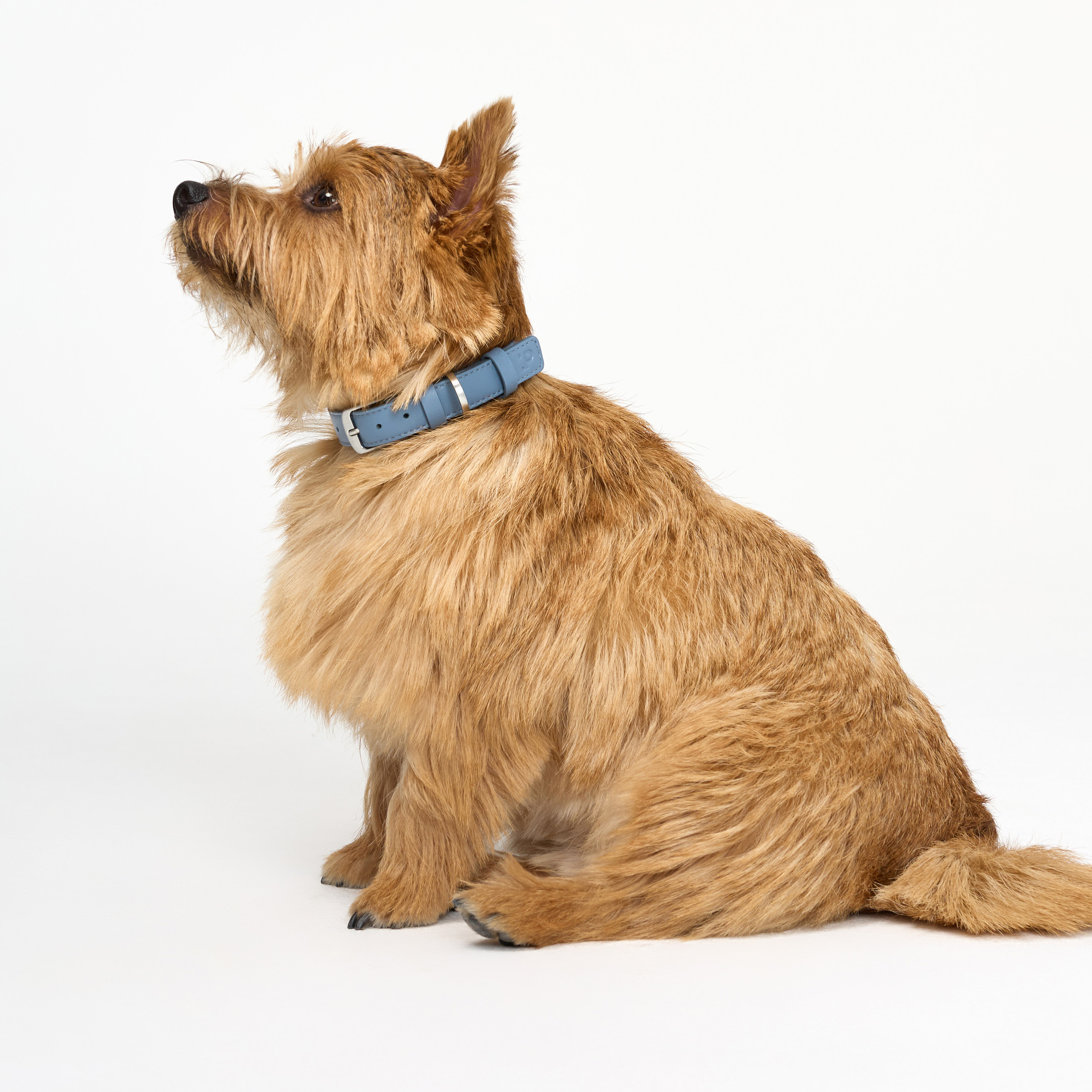 ошейник кожа