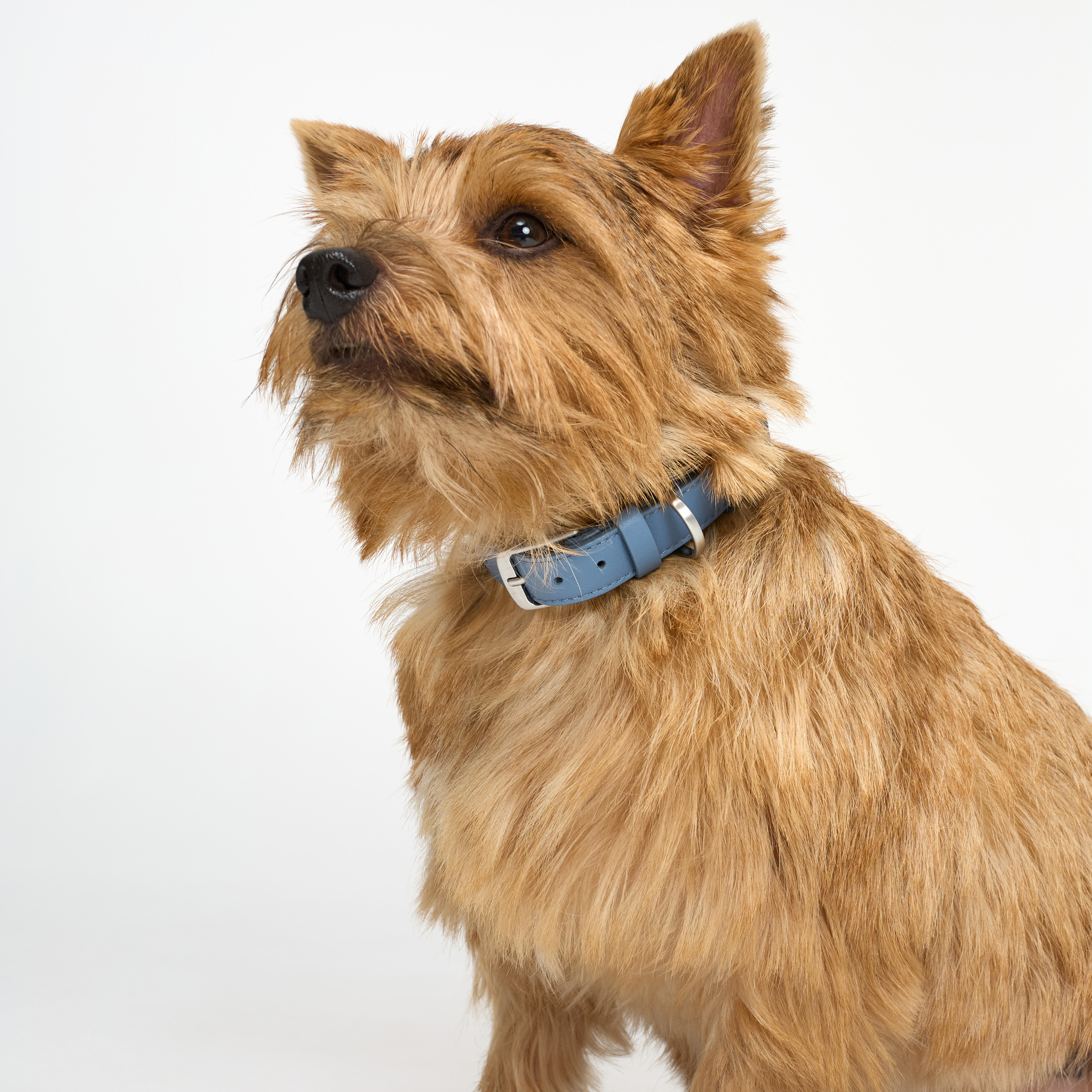 ошейник кожа