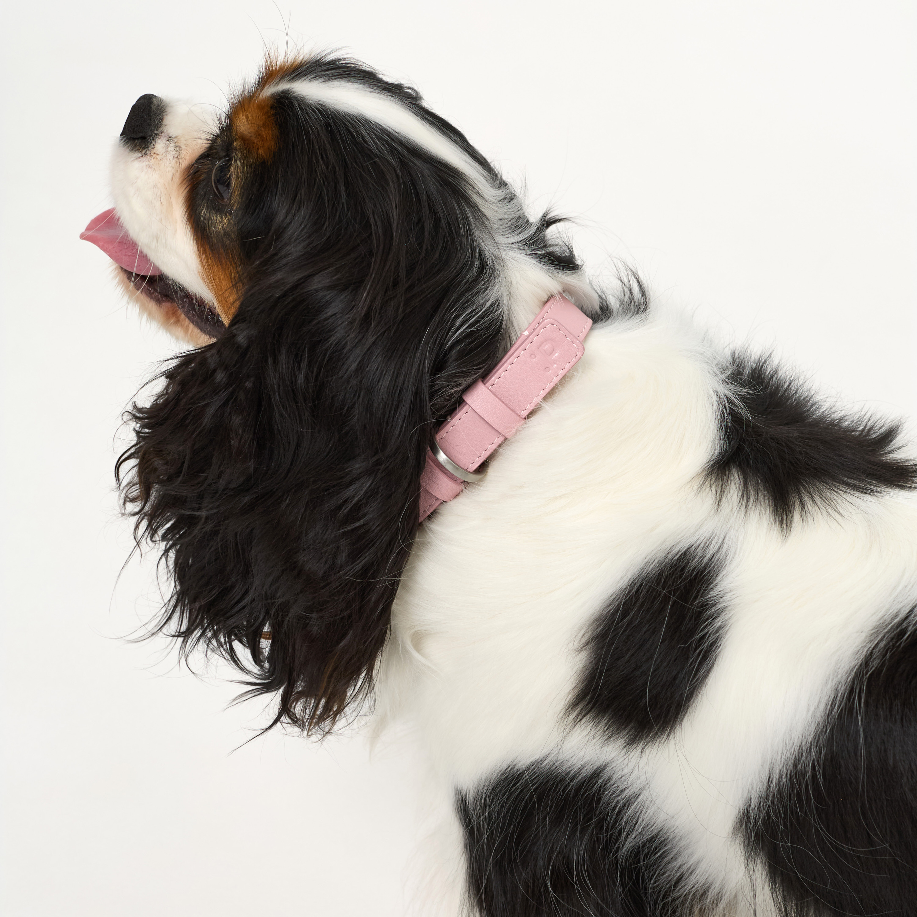 ошейник кожа