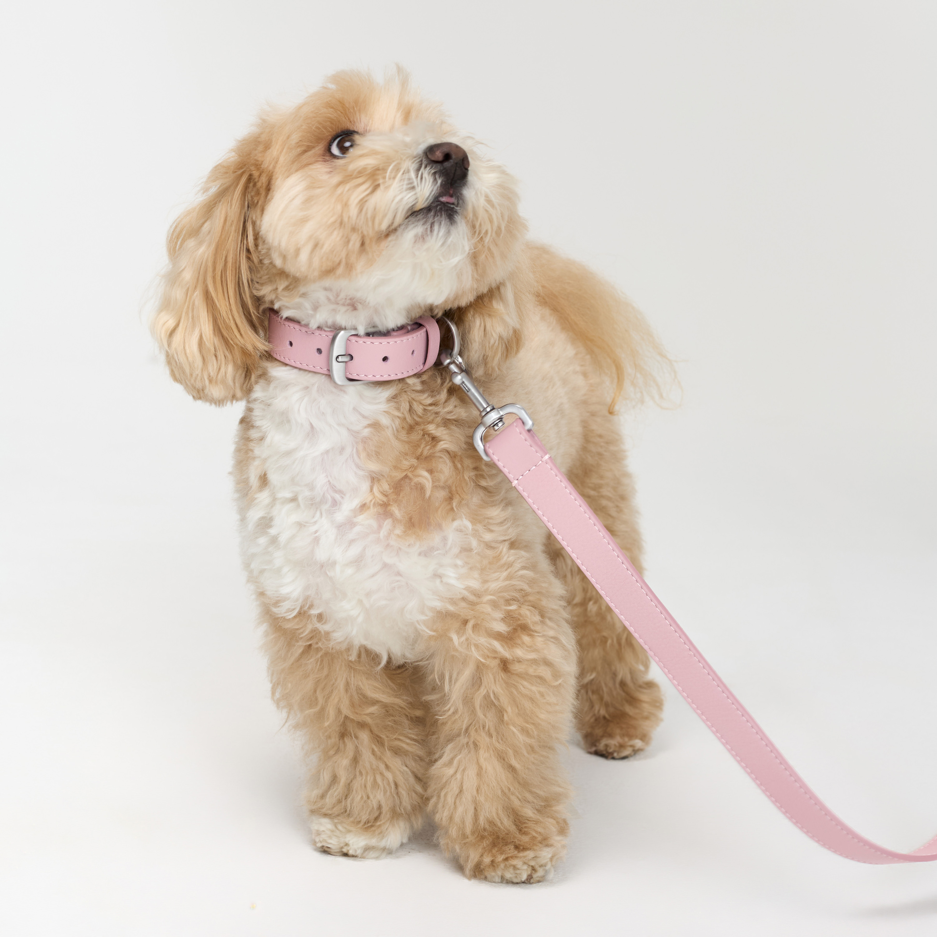 ошейник кожа