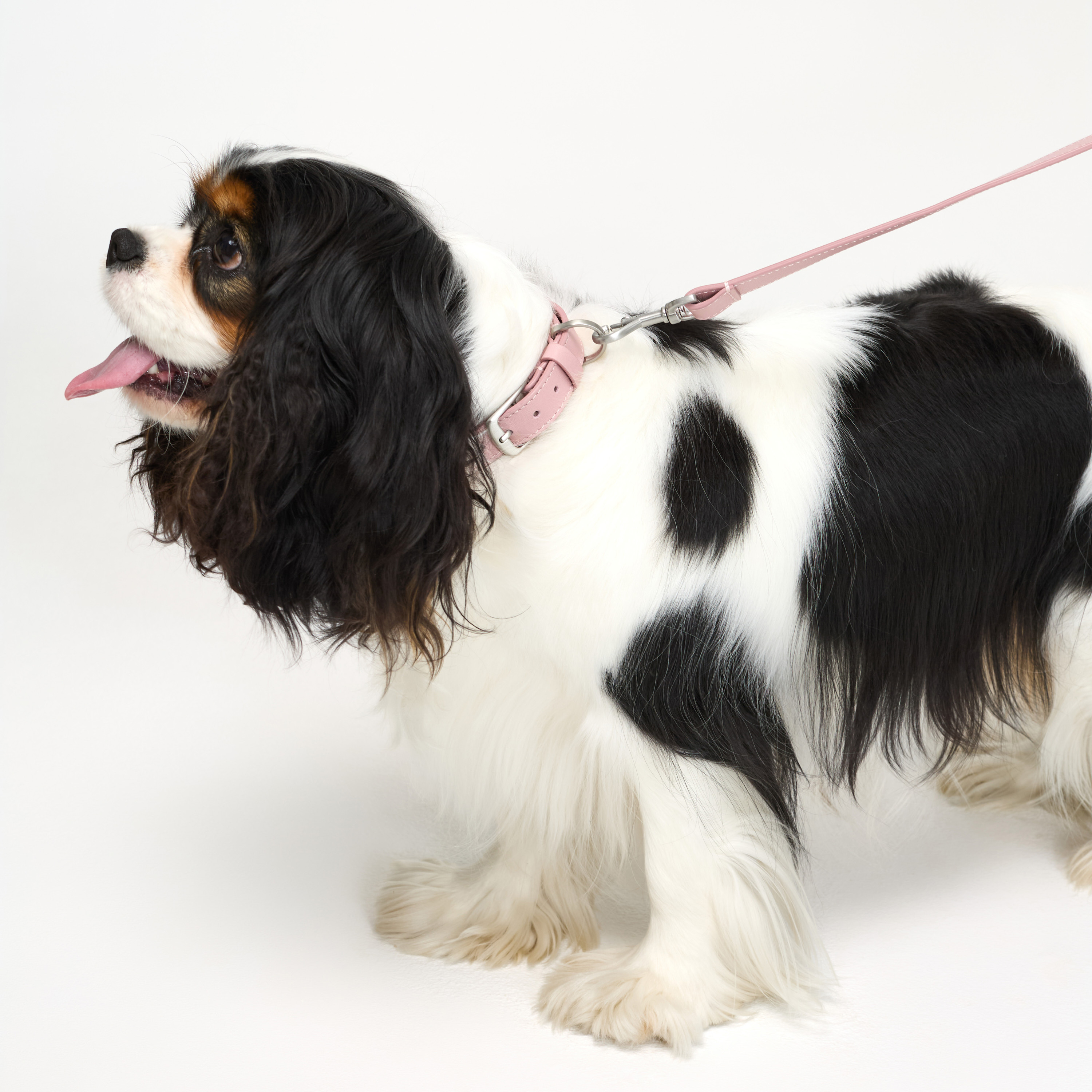 ошейник кожа