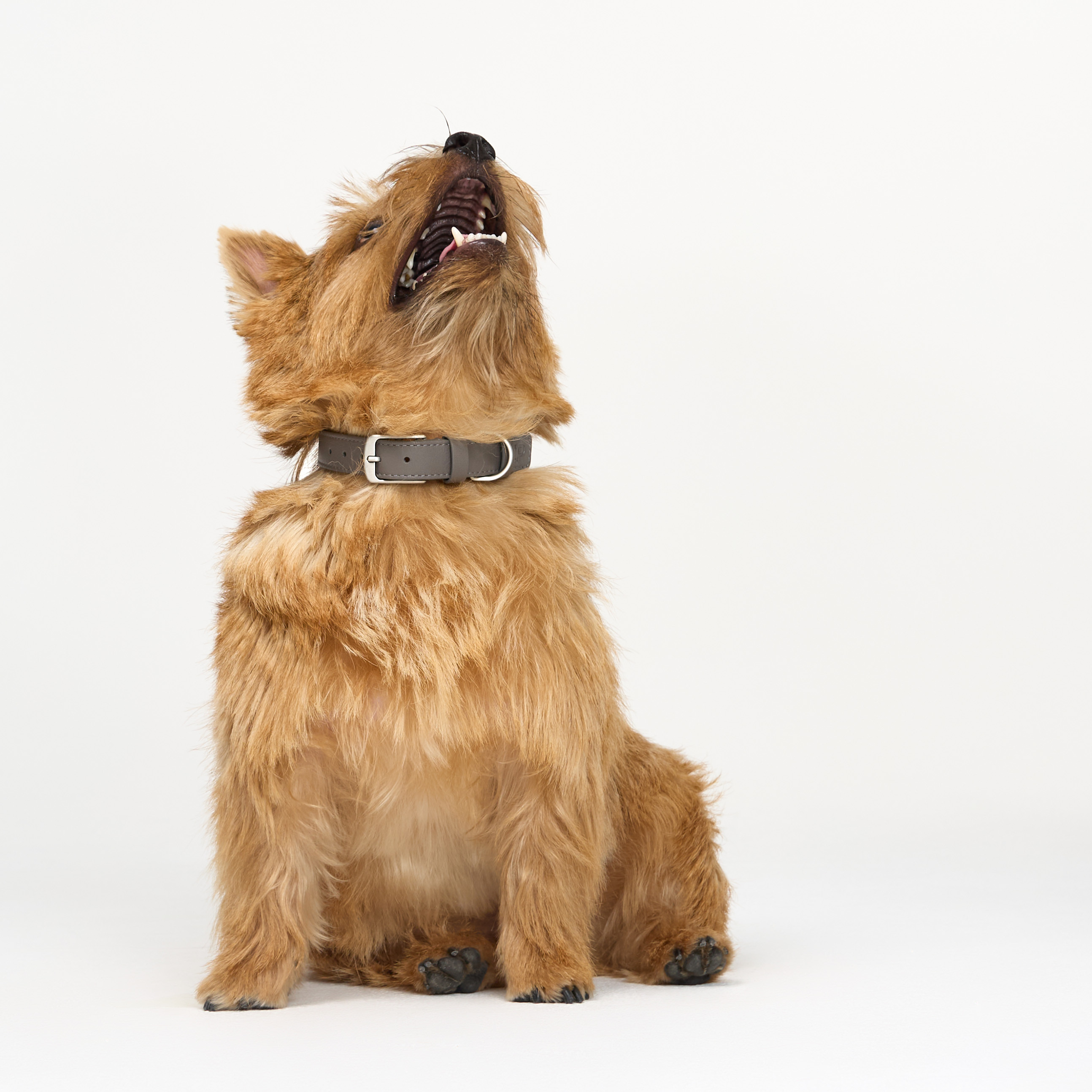 ошейник кожа