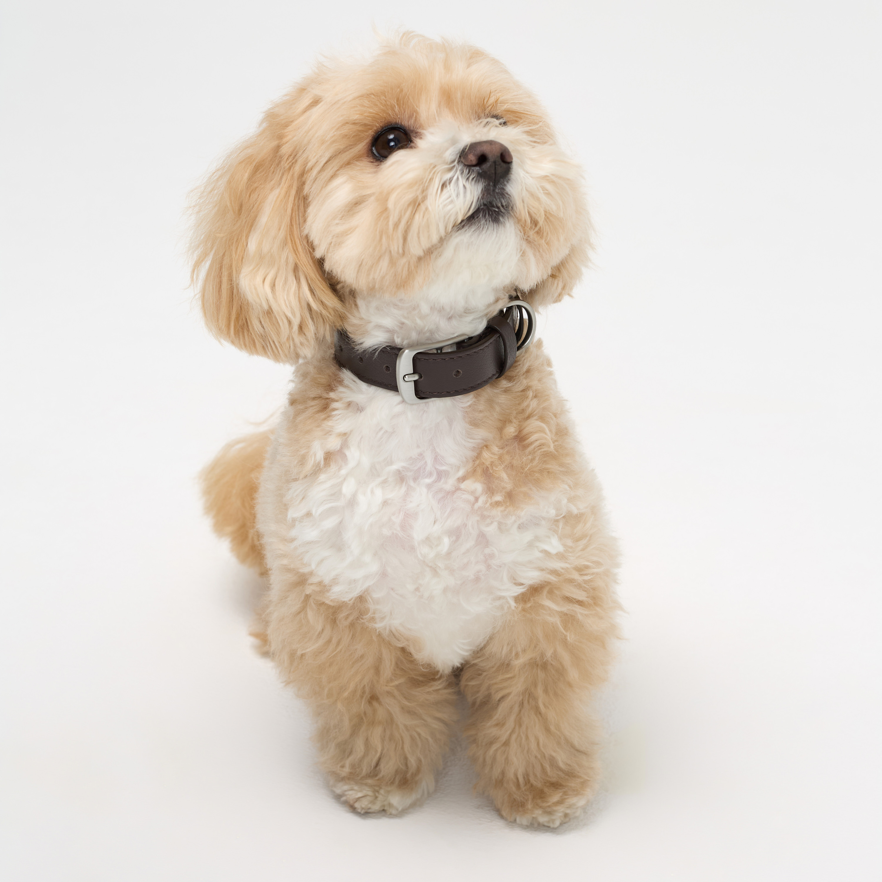 ошейник кожа