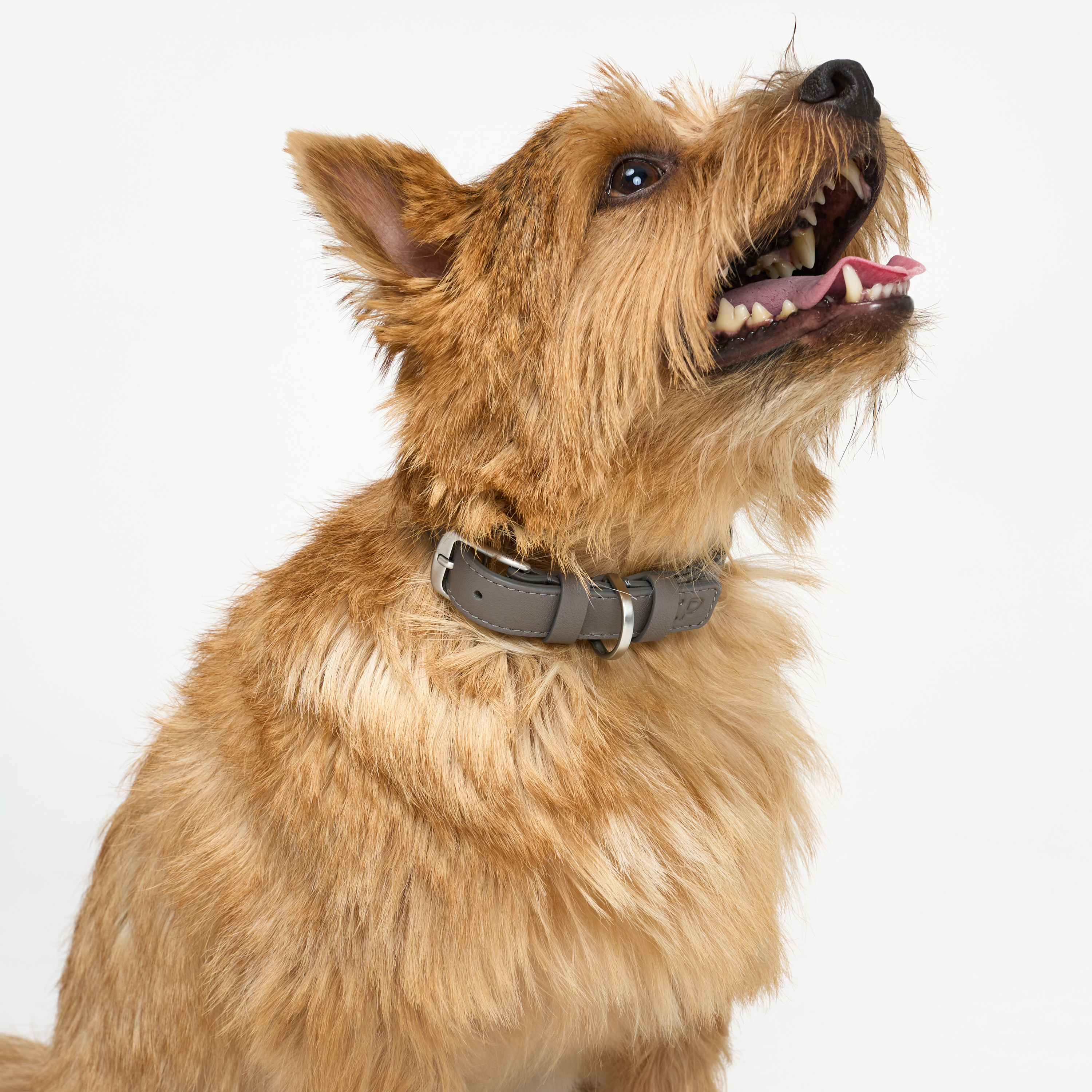 ошейник кожа