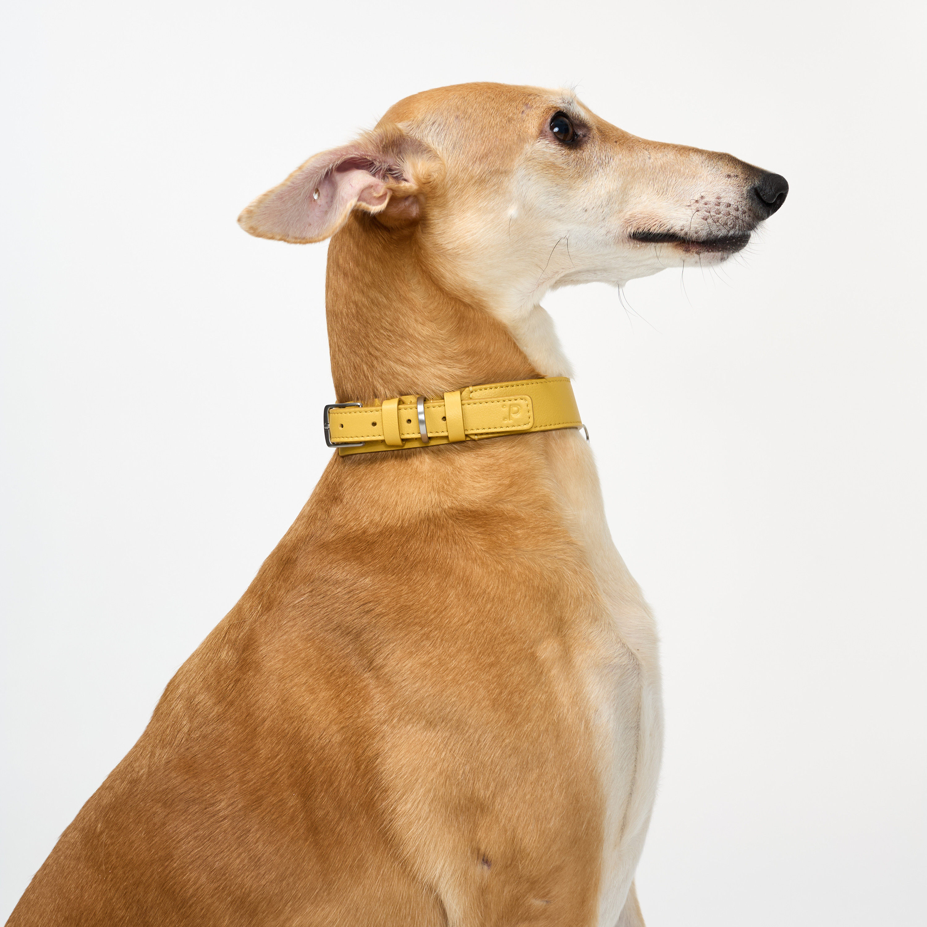 ошейник кожа