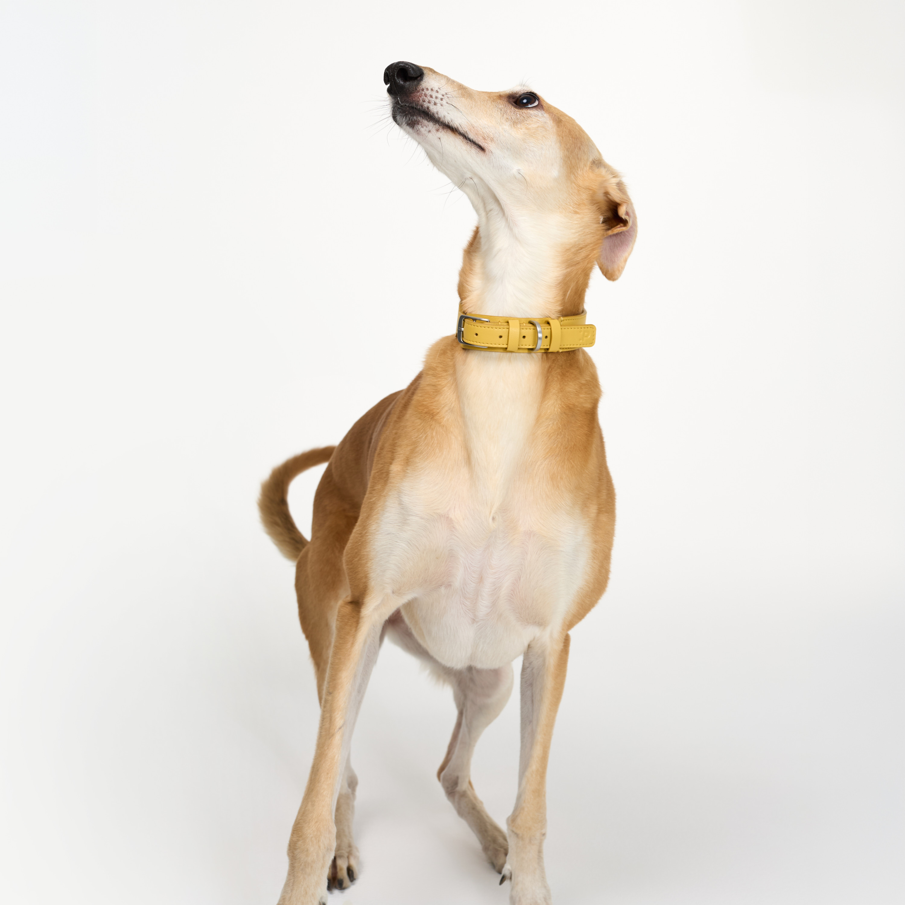 ошейник кожа