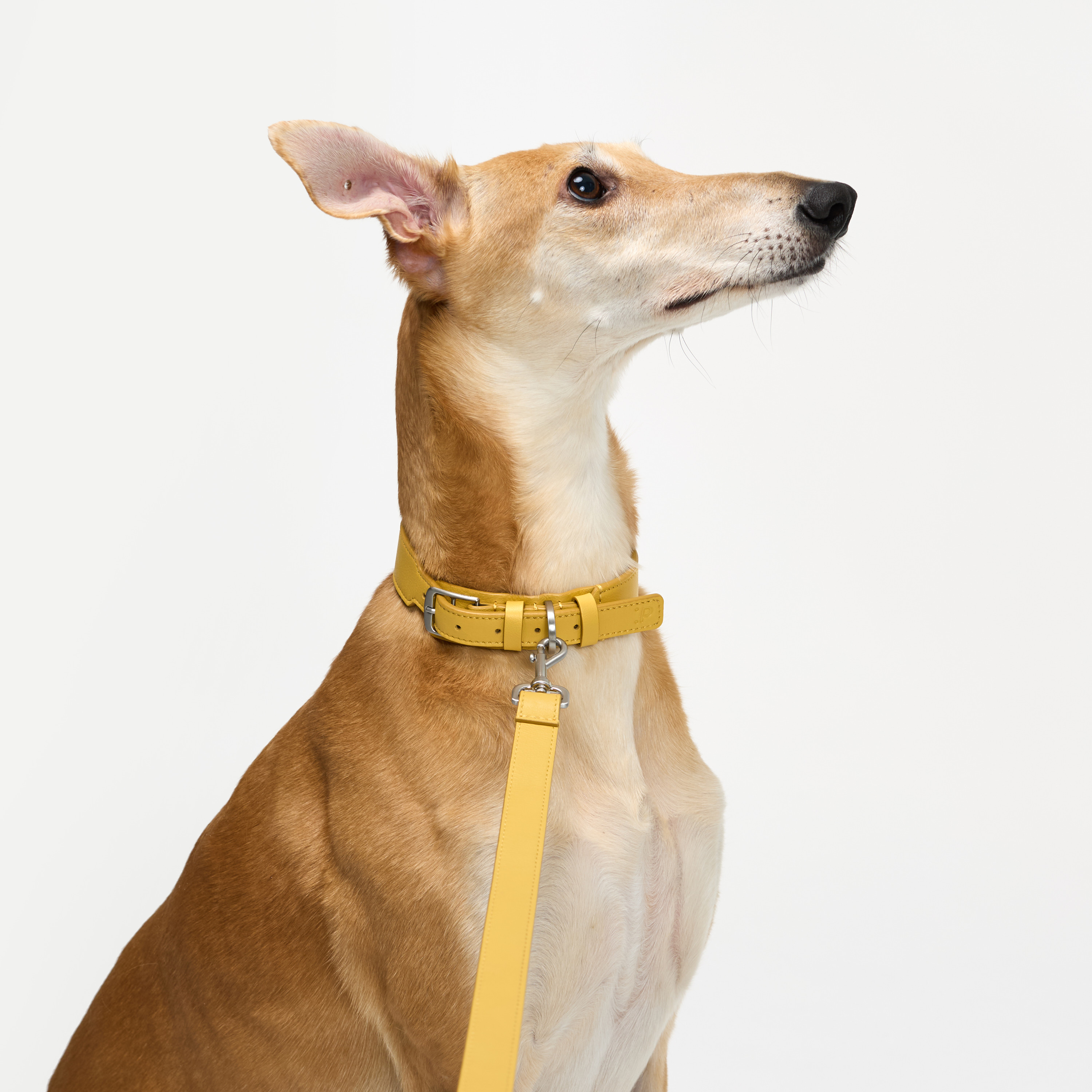 ошейник кожа