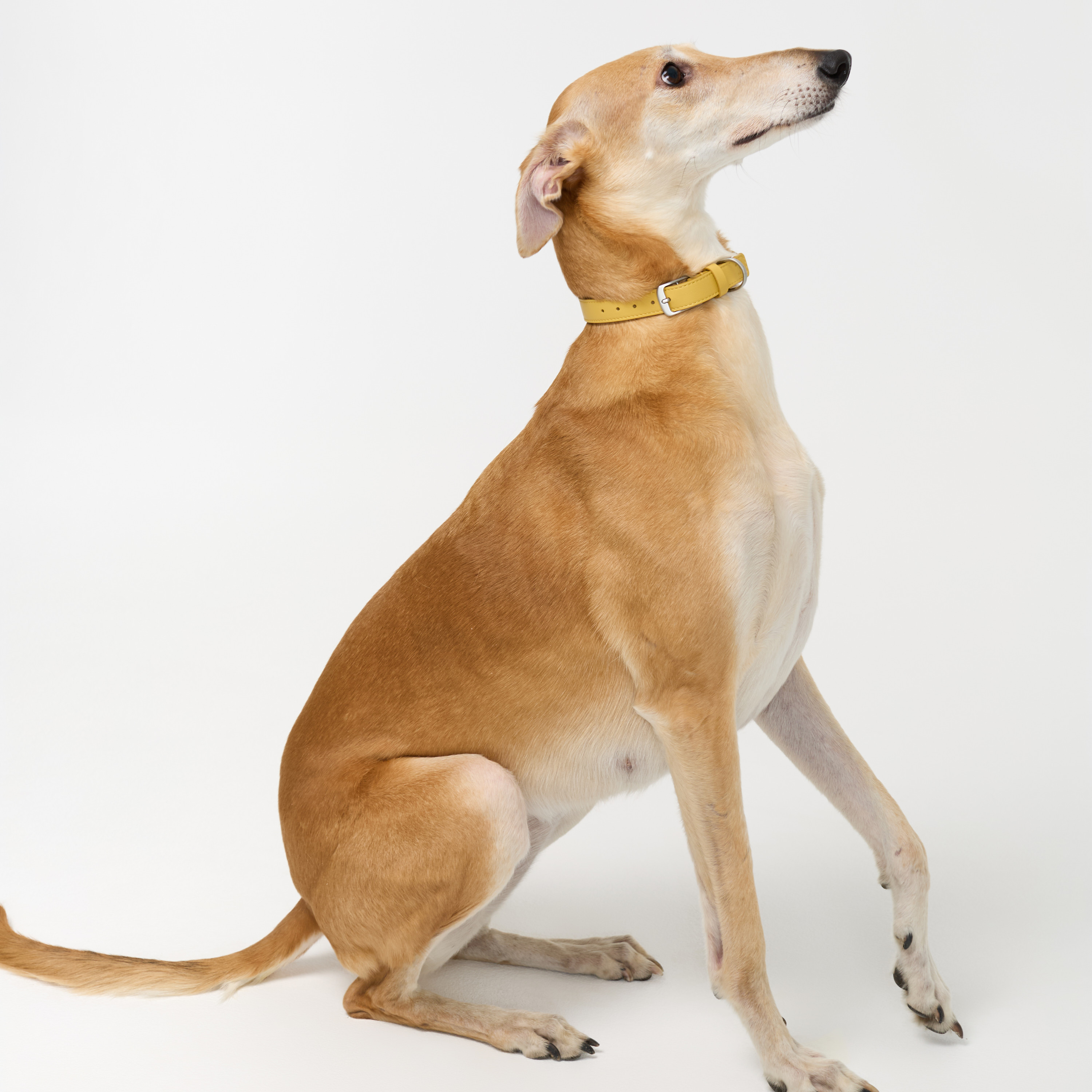 ошейник кожа