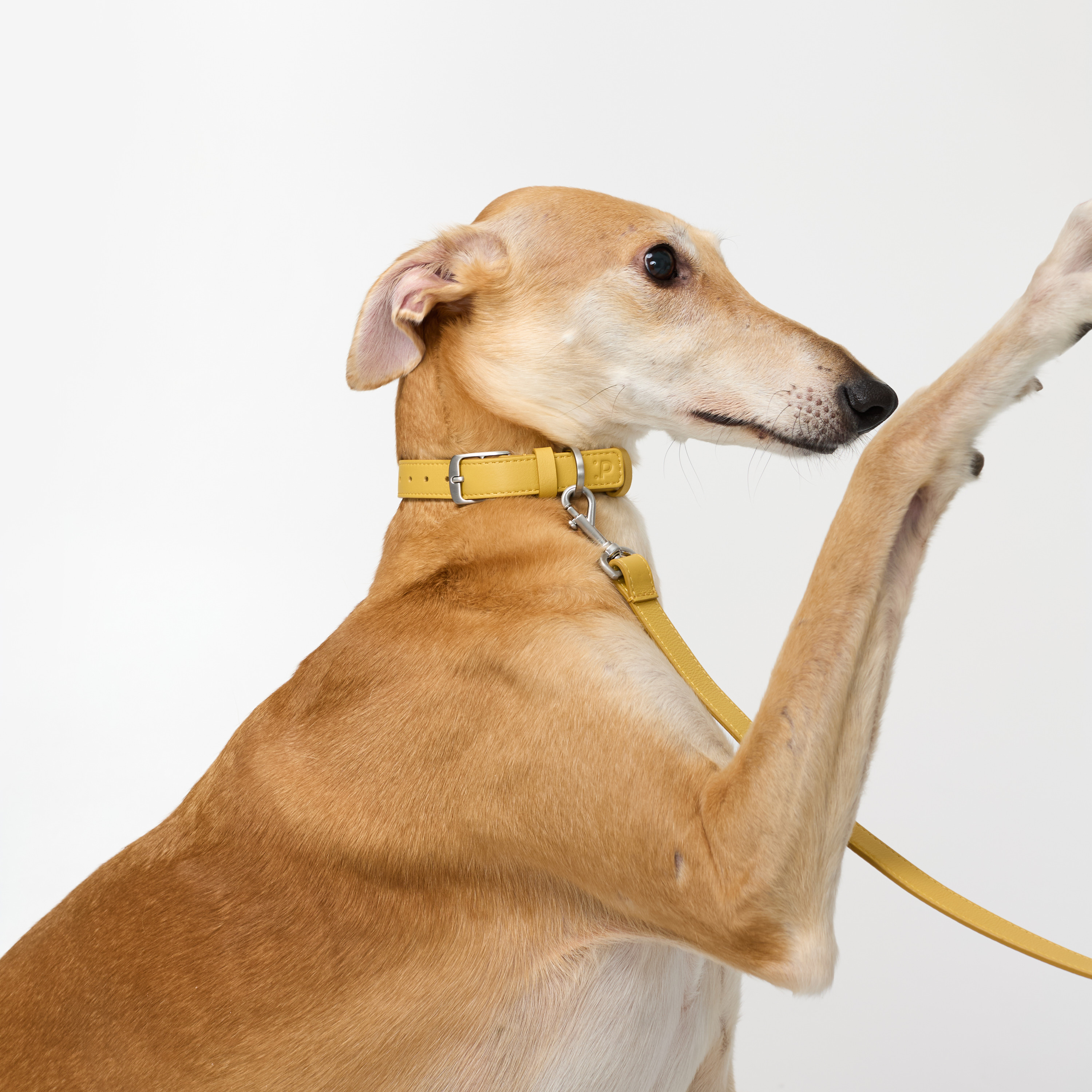 ошейник кожа