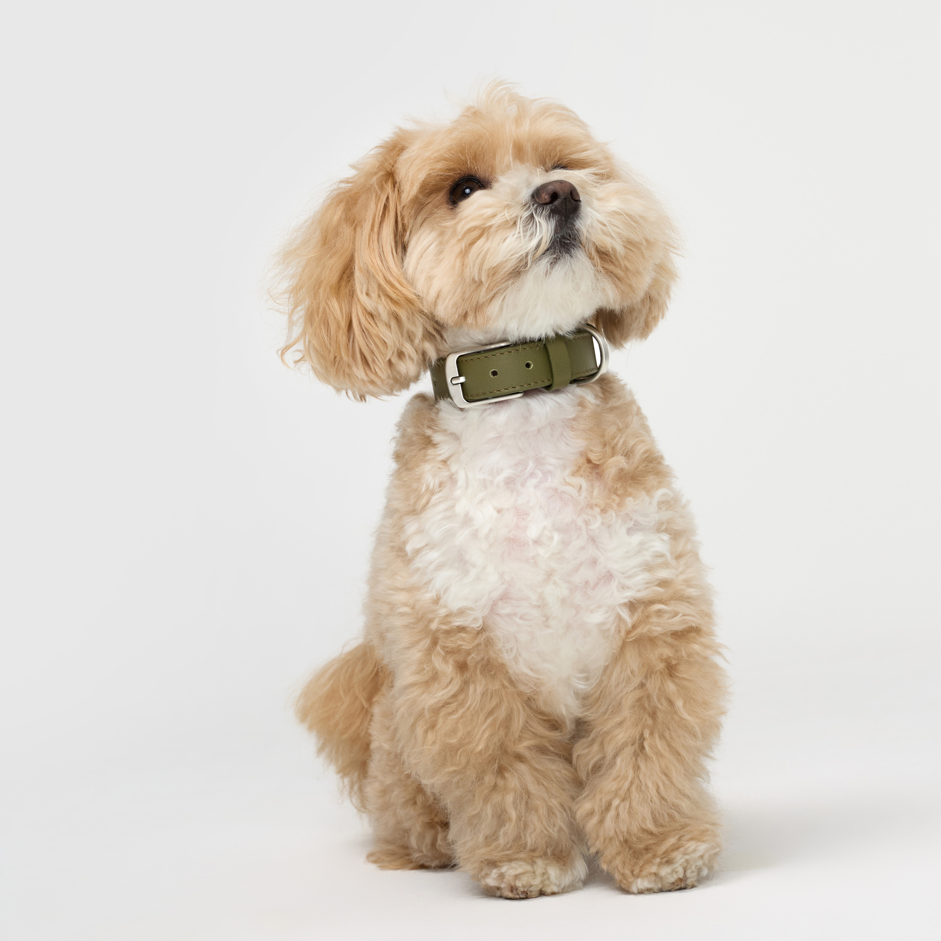 ошейник кожа