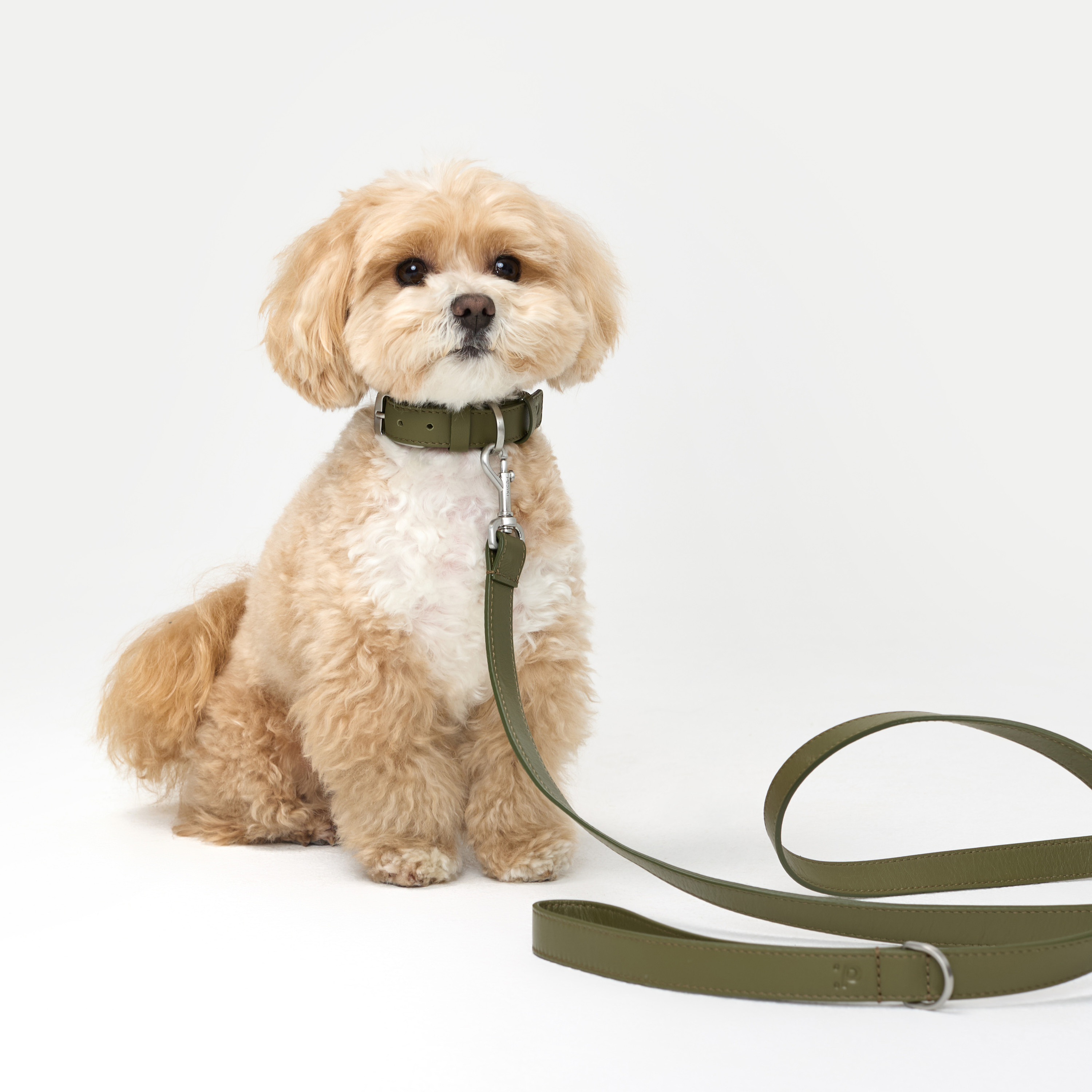 ошейник кожа