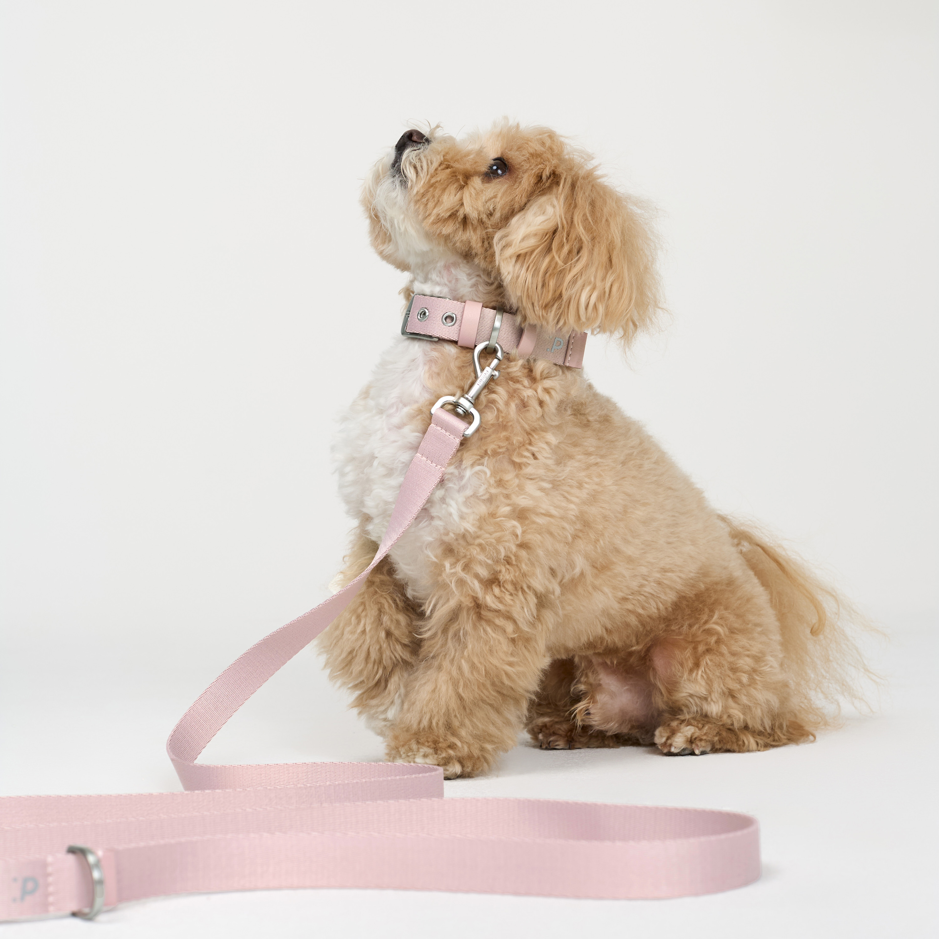 ошейник стропа