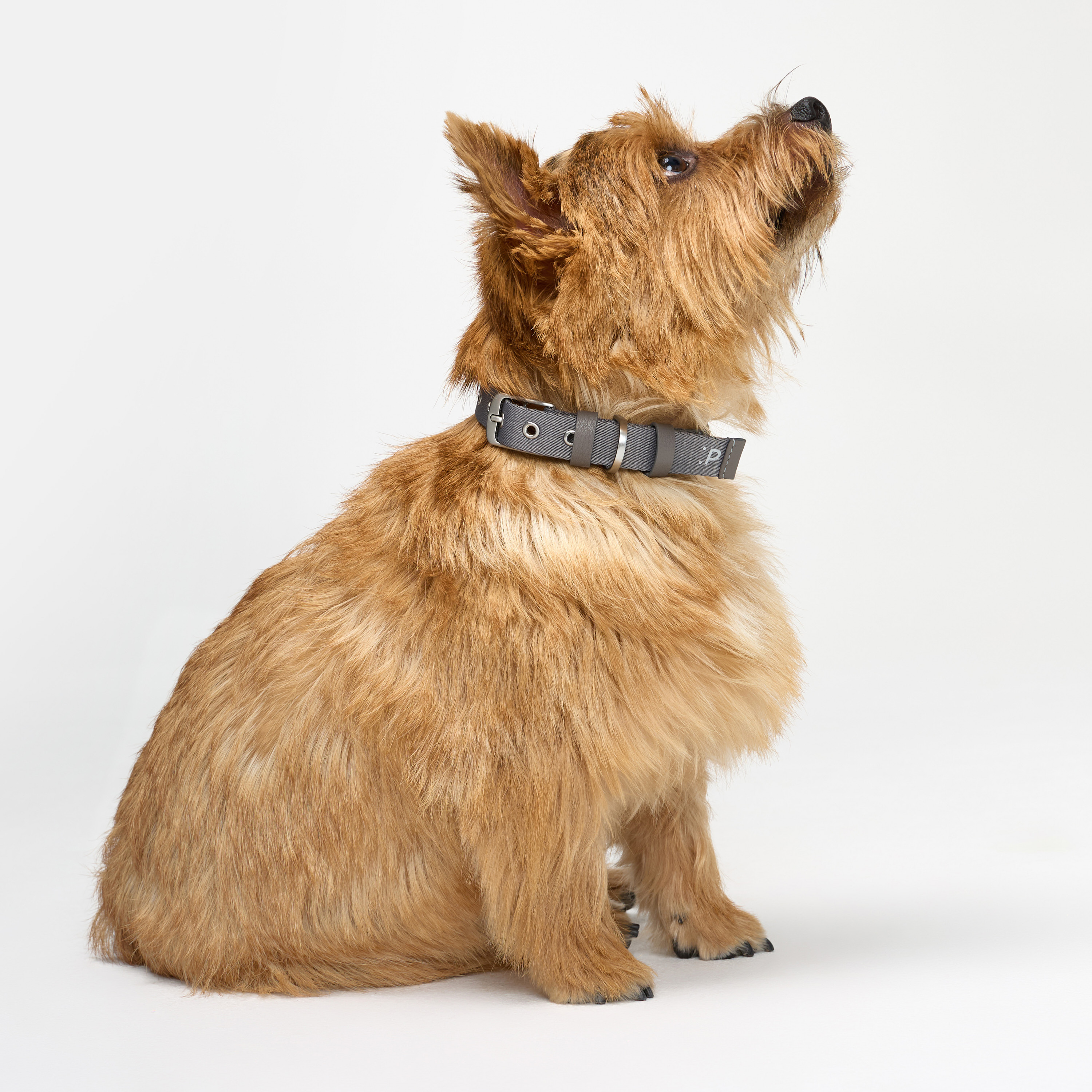 ошейник стропа