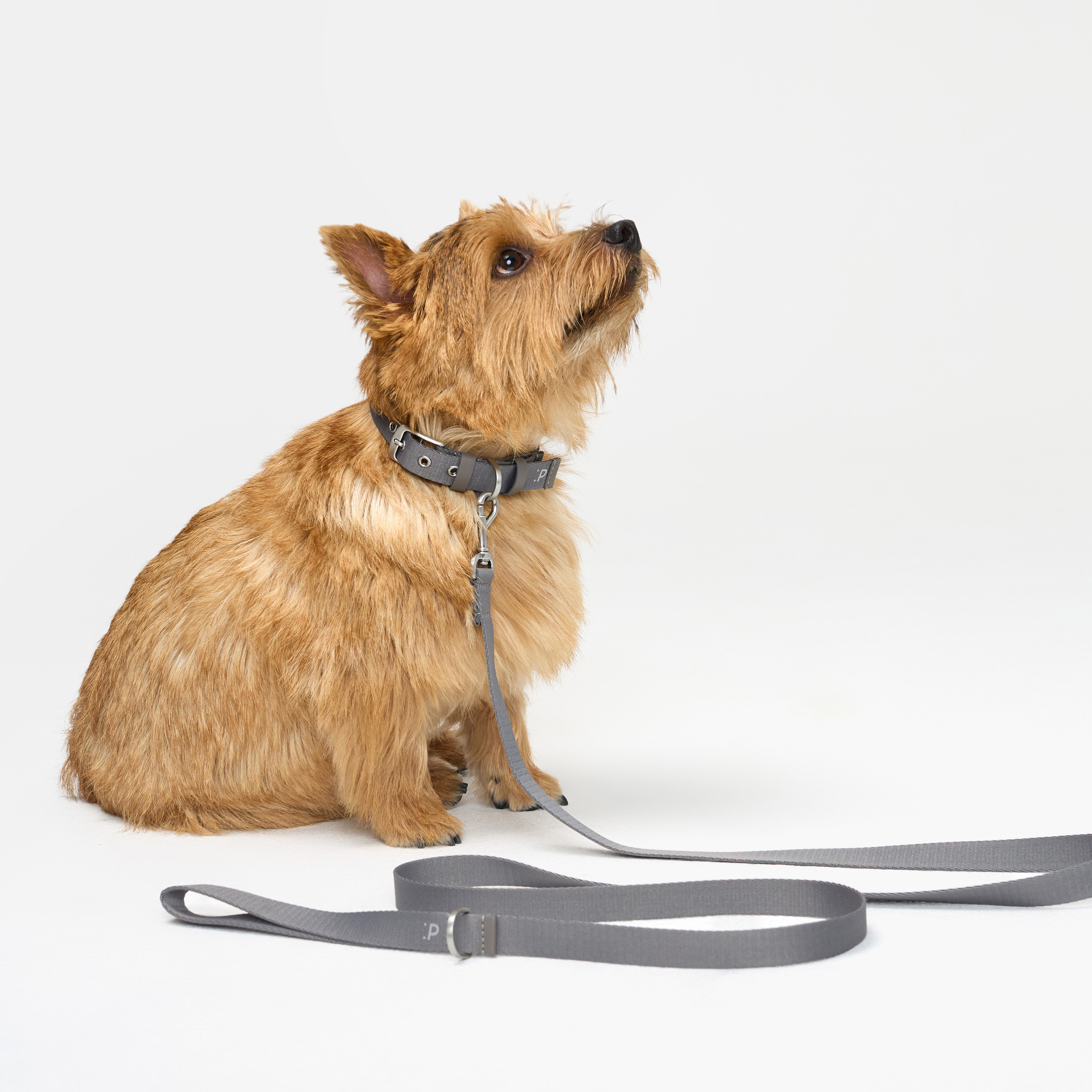 ошейник стропа