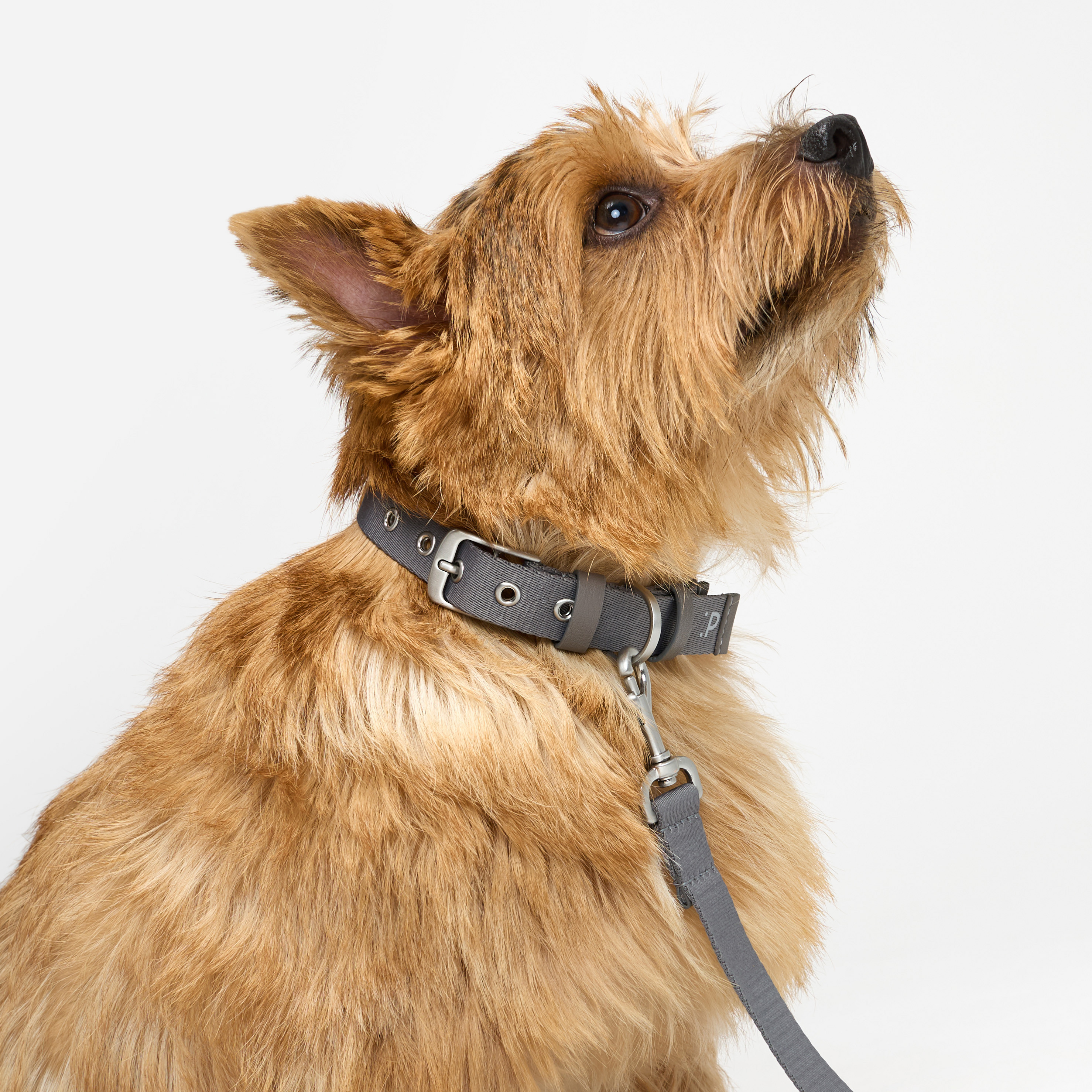 ошейник стропа