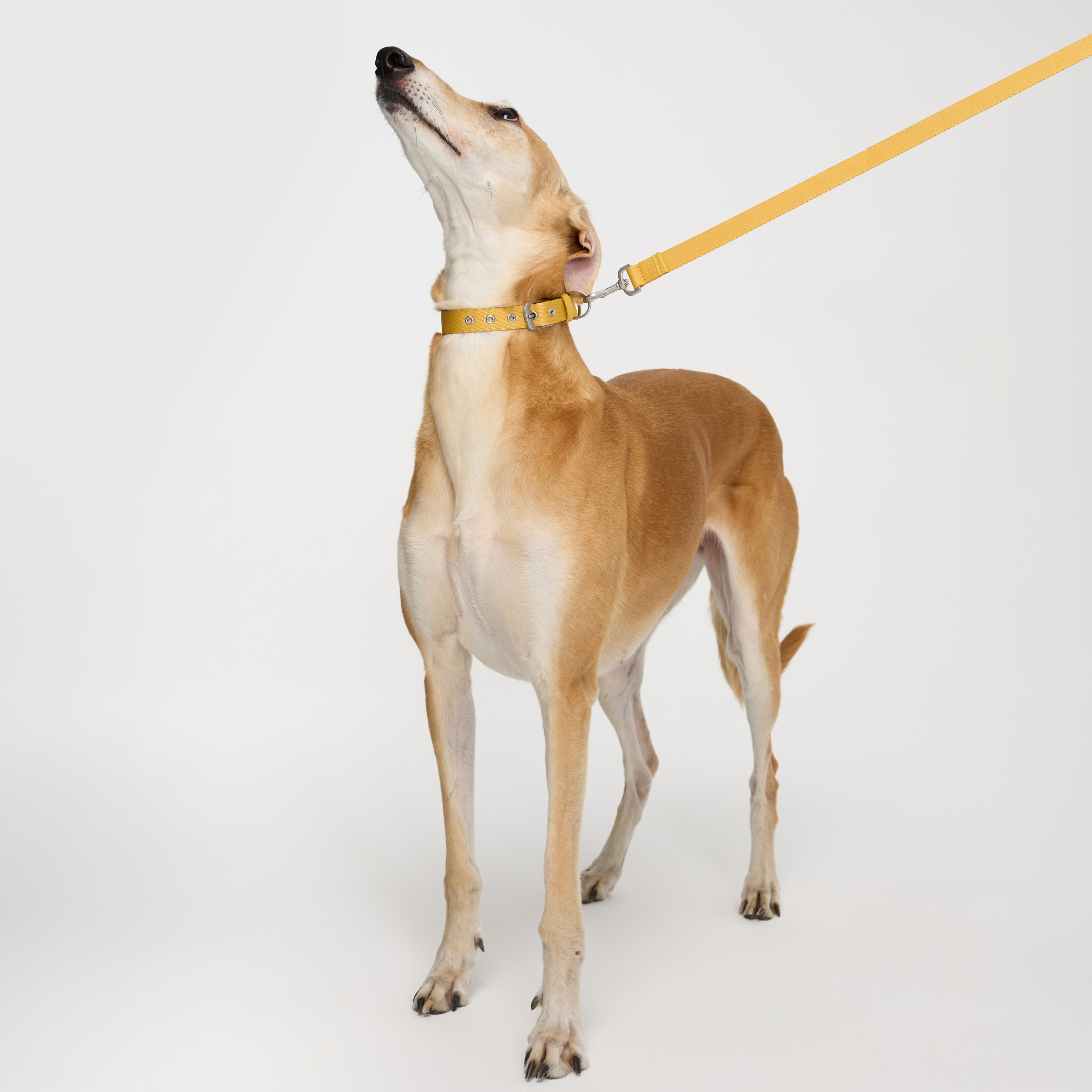 ошейник стропа