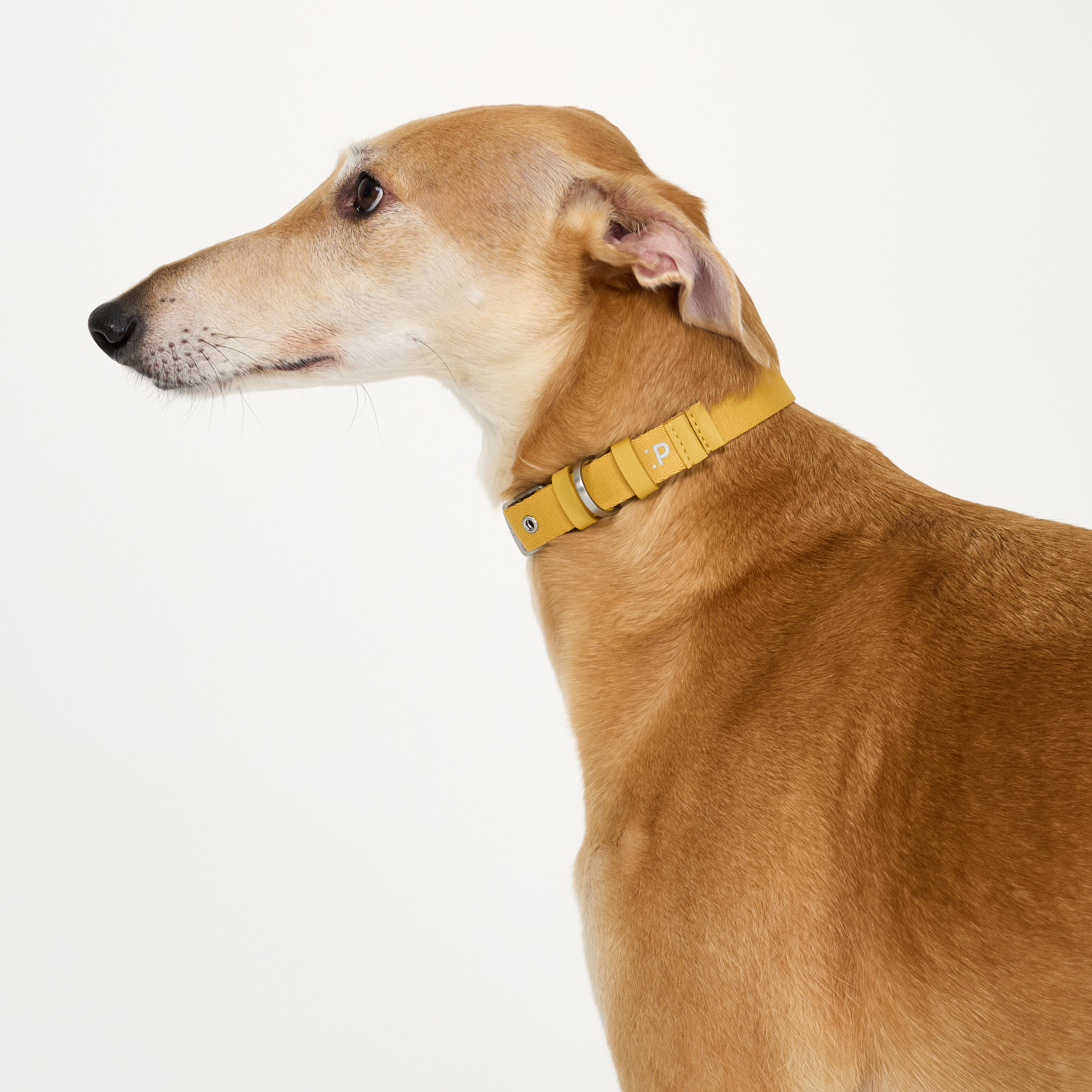 ошейник стропа