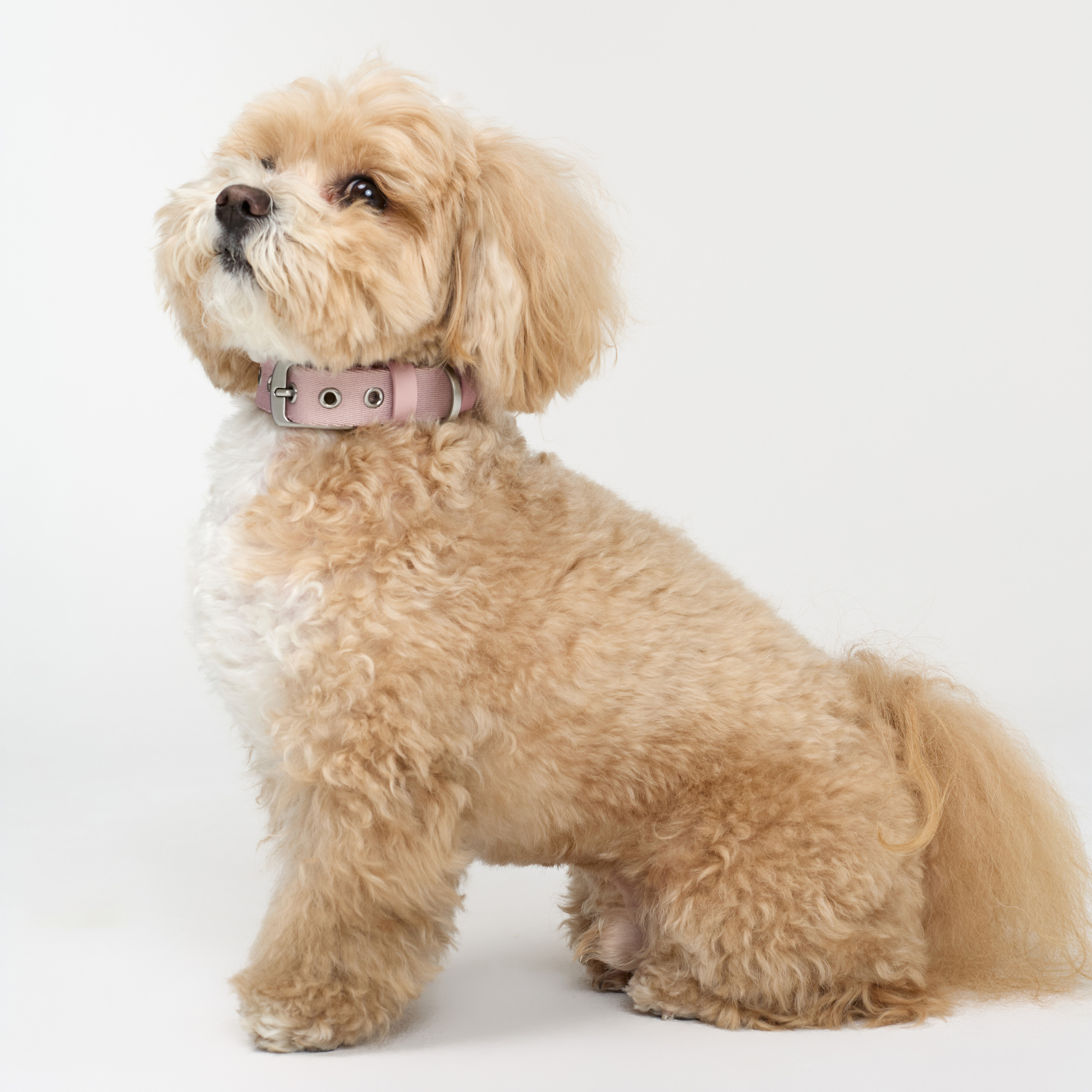 ошейник стропа