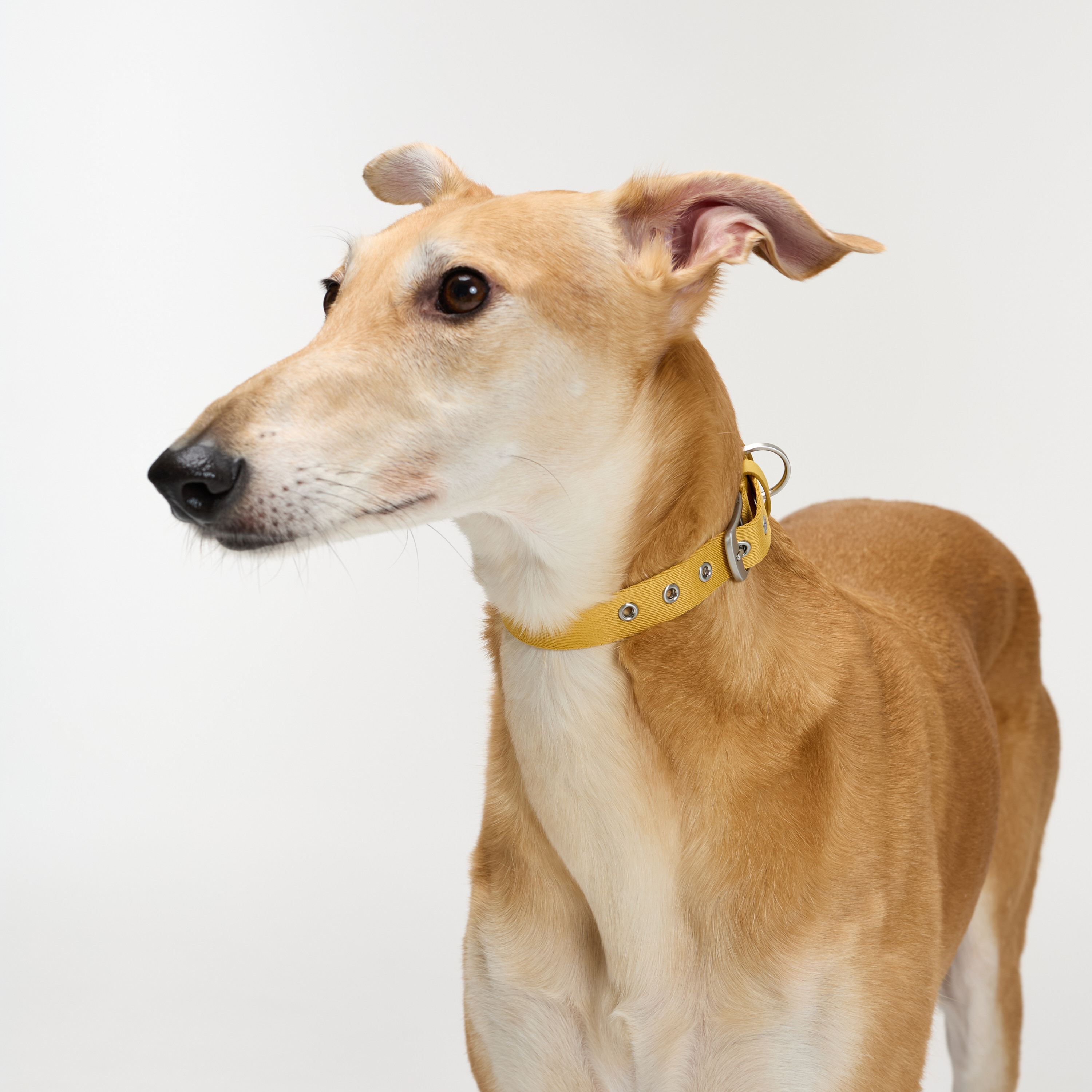 ошейник стропа