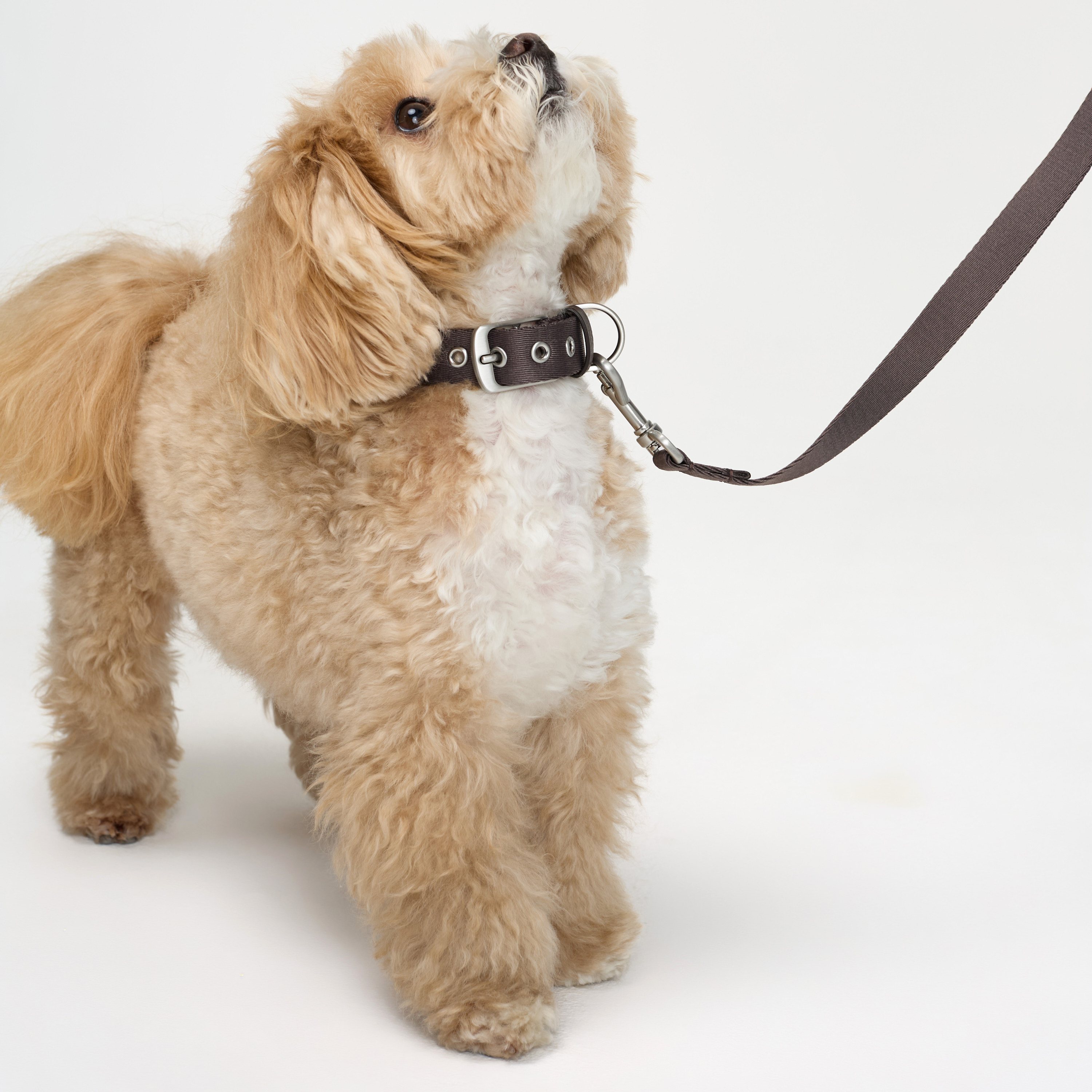 ошейник стропа