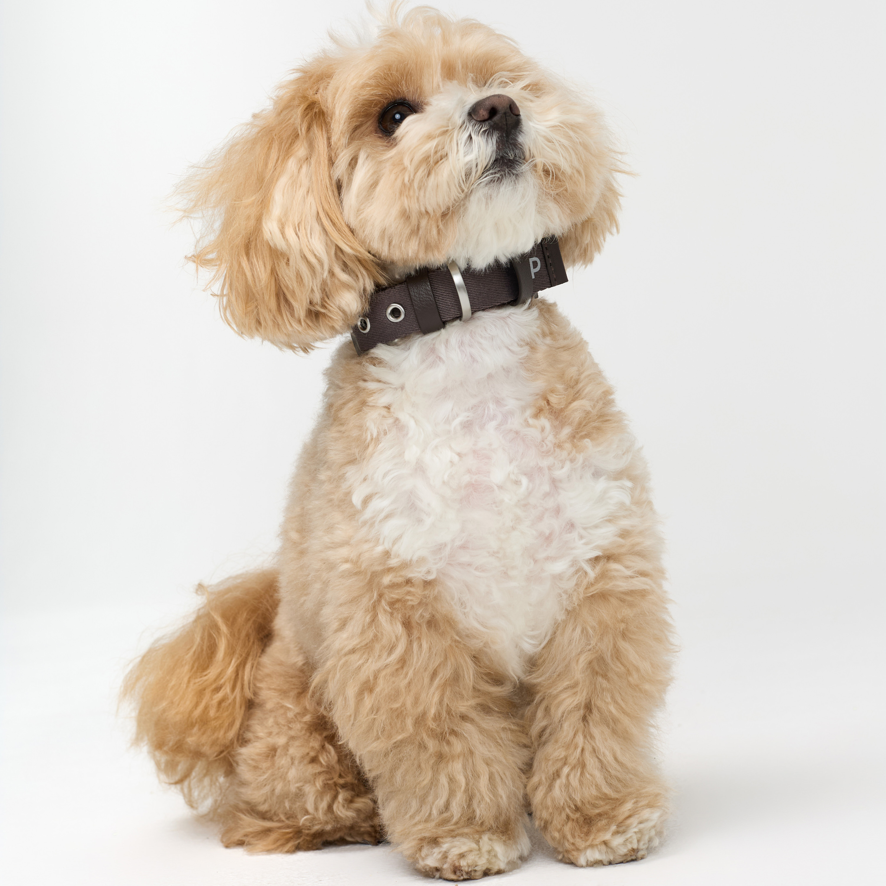 ошейник стропа