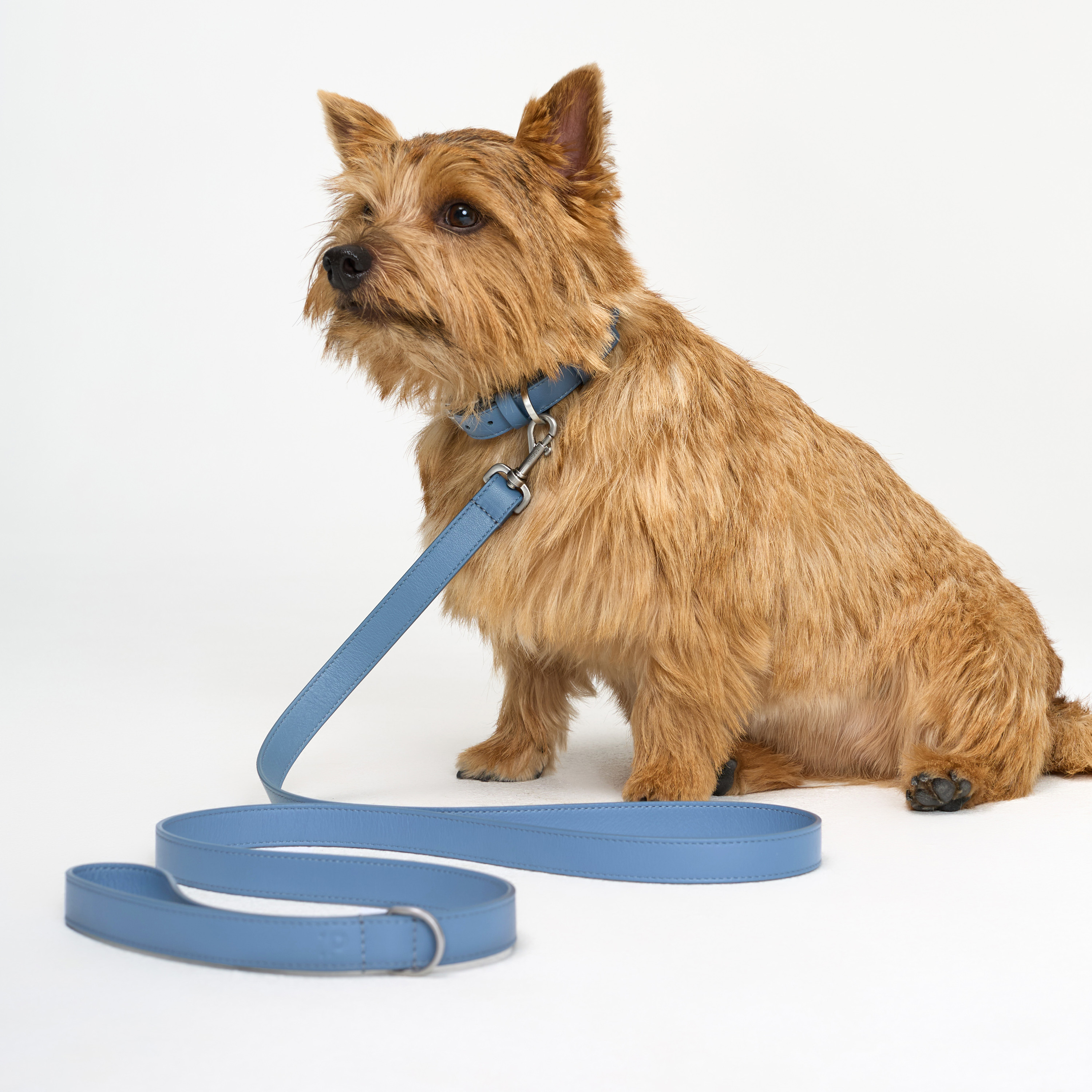 поводок кожа