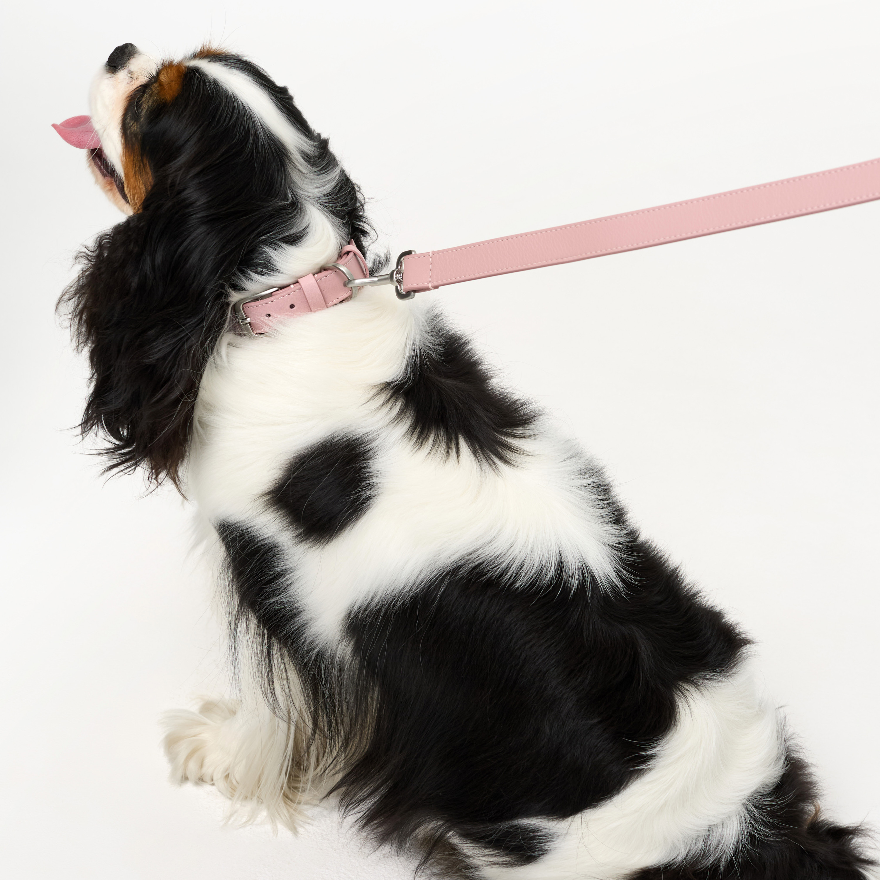 поводок кожа