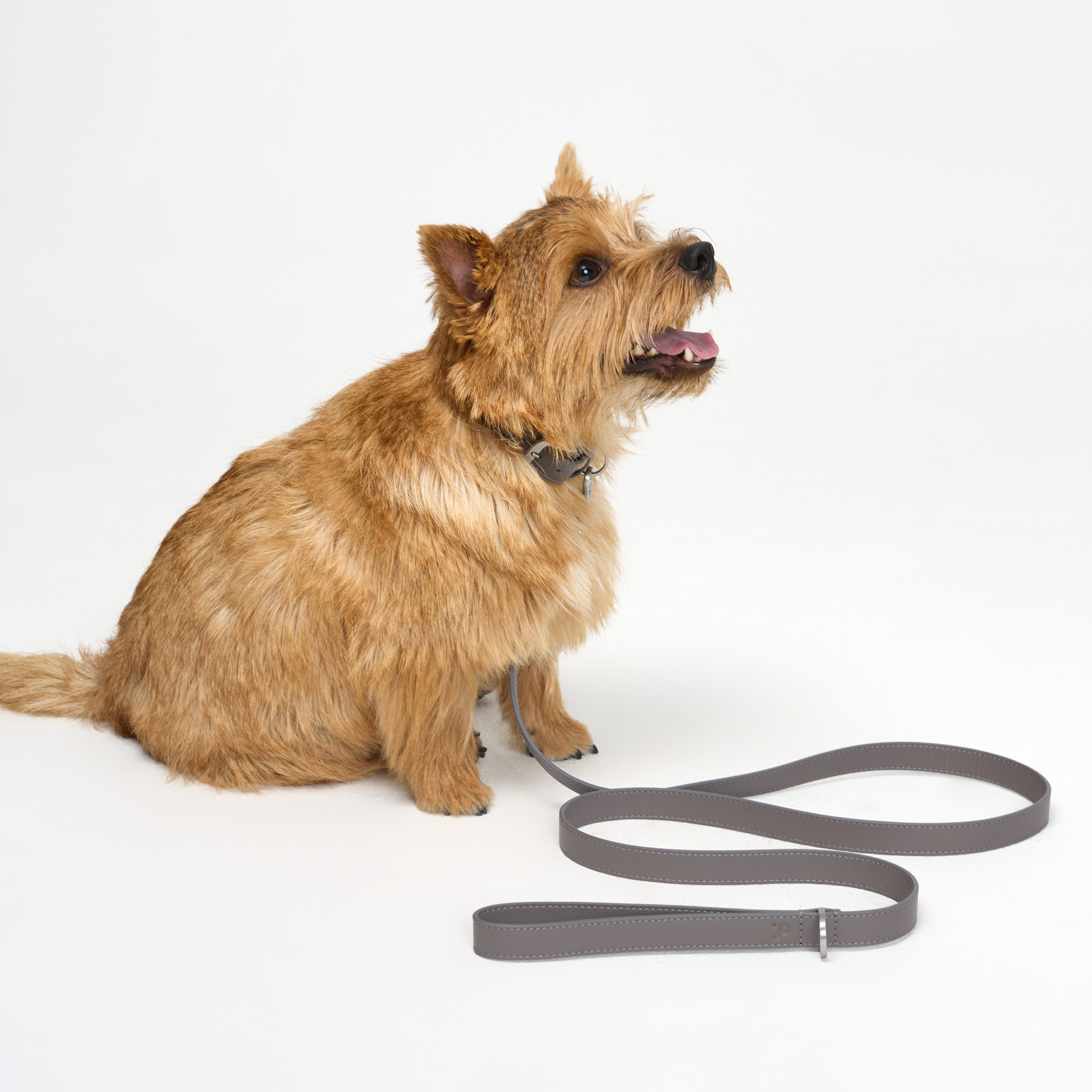 поводок кожа