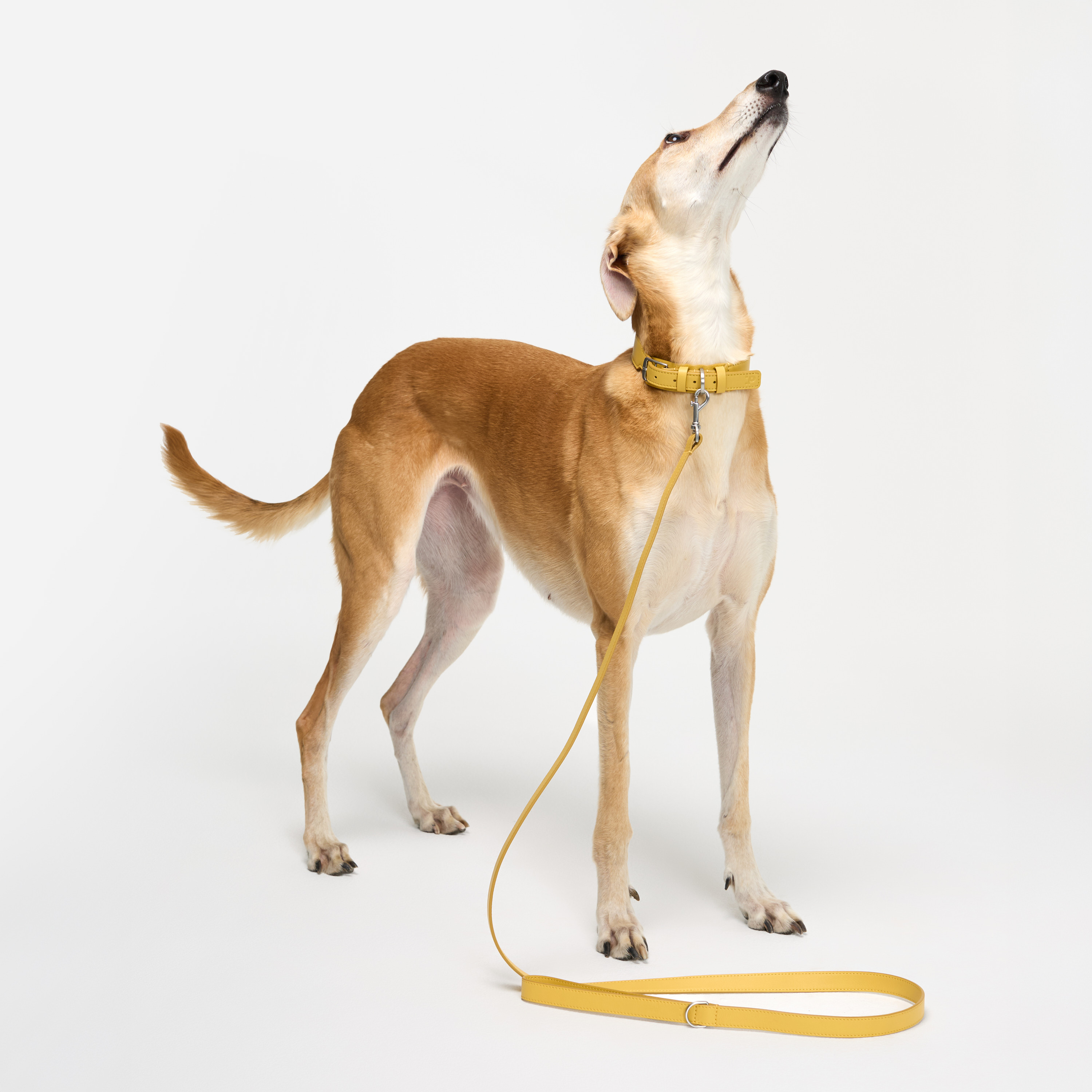 поводок кожа