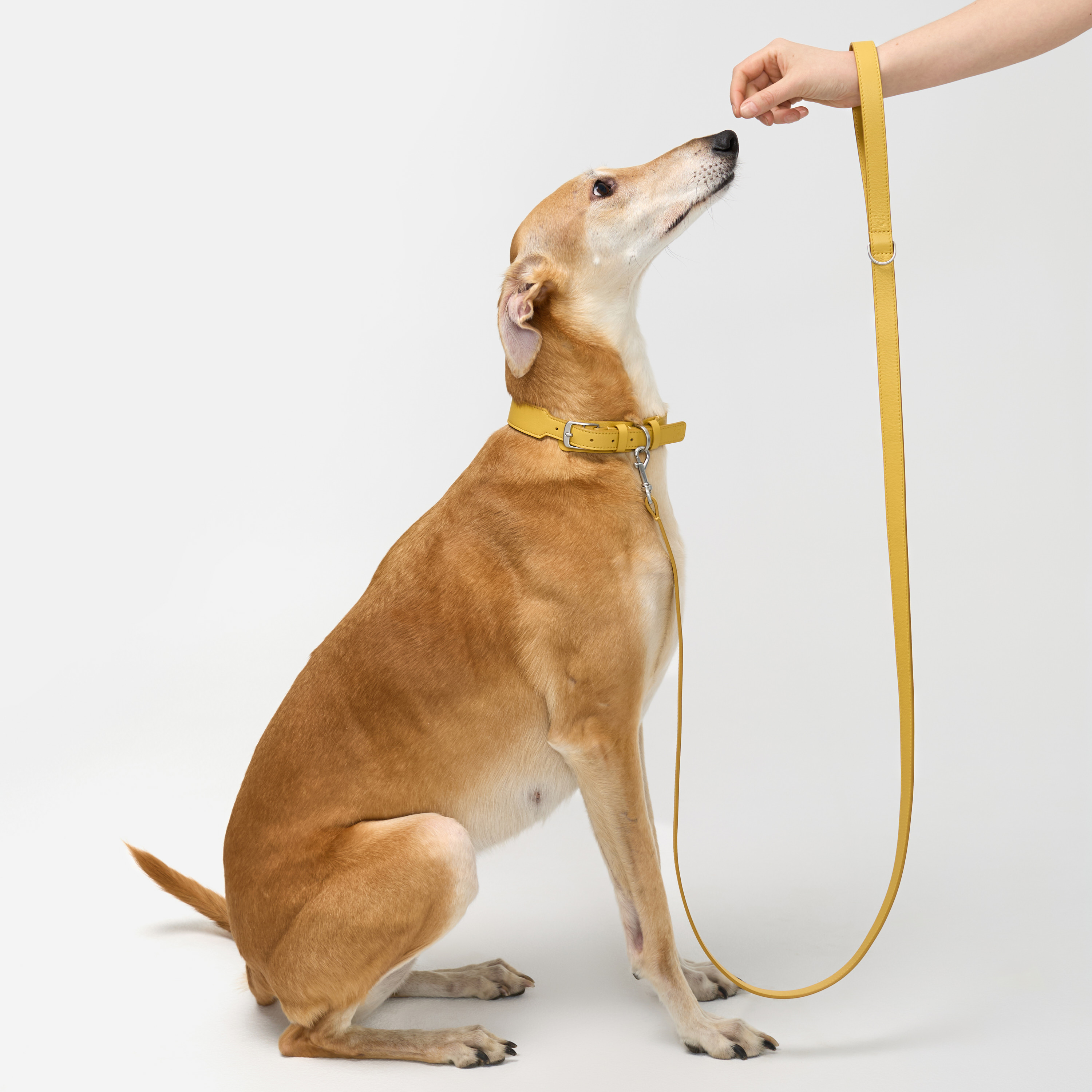 поводок кожа