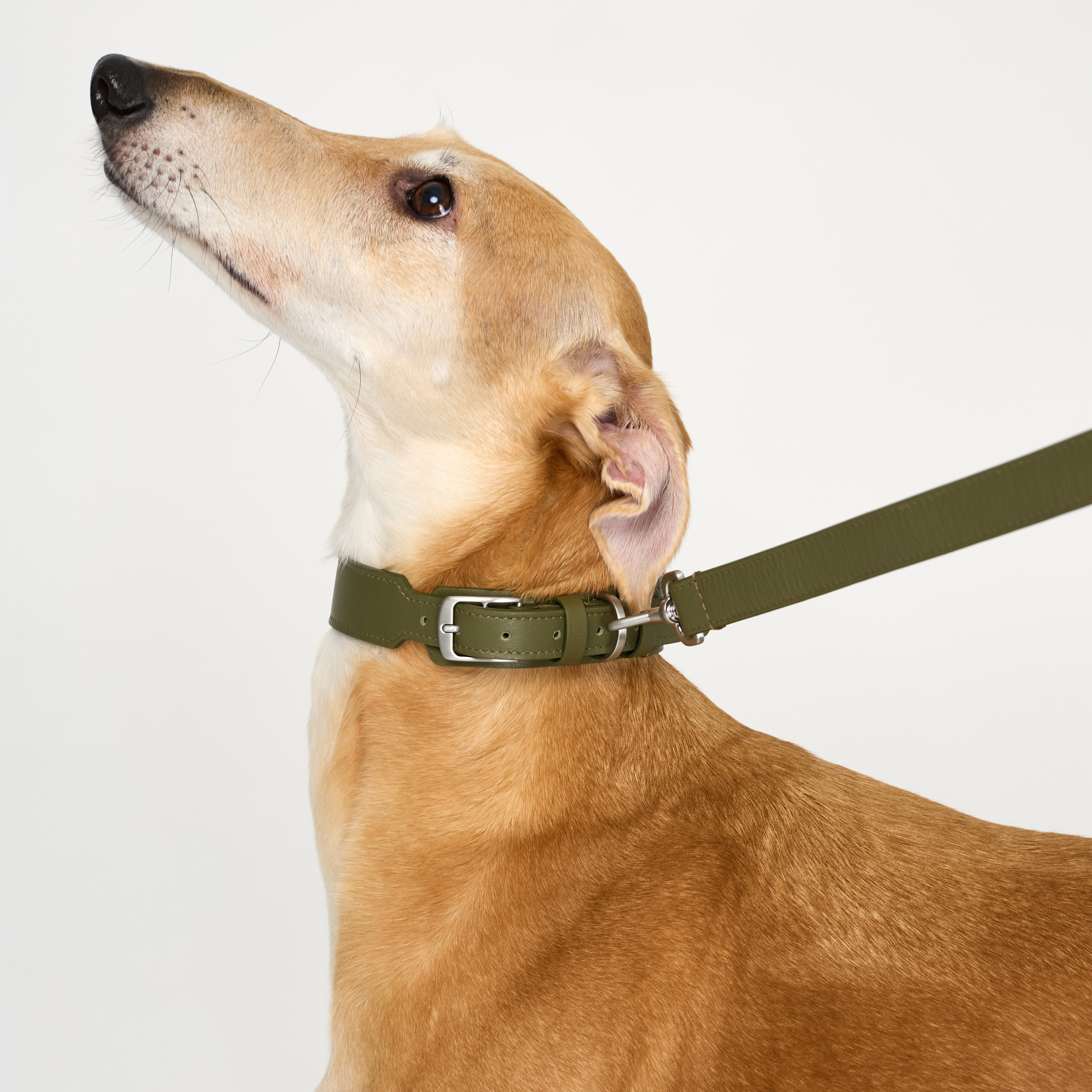 поводок кожа