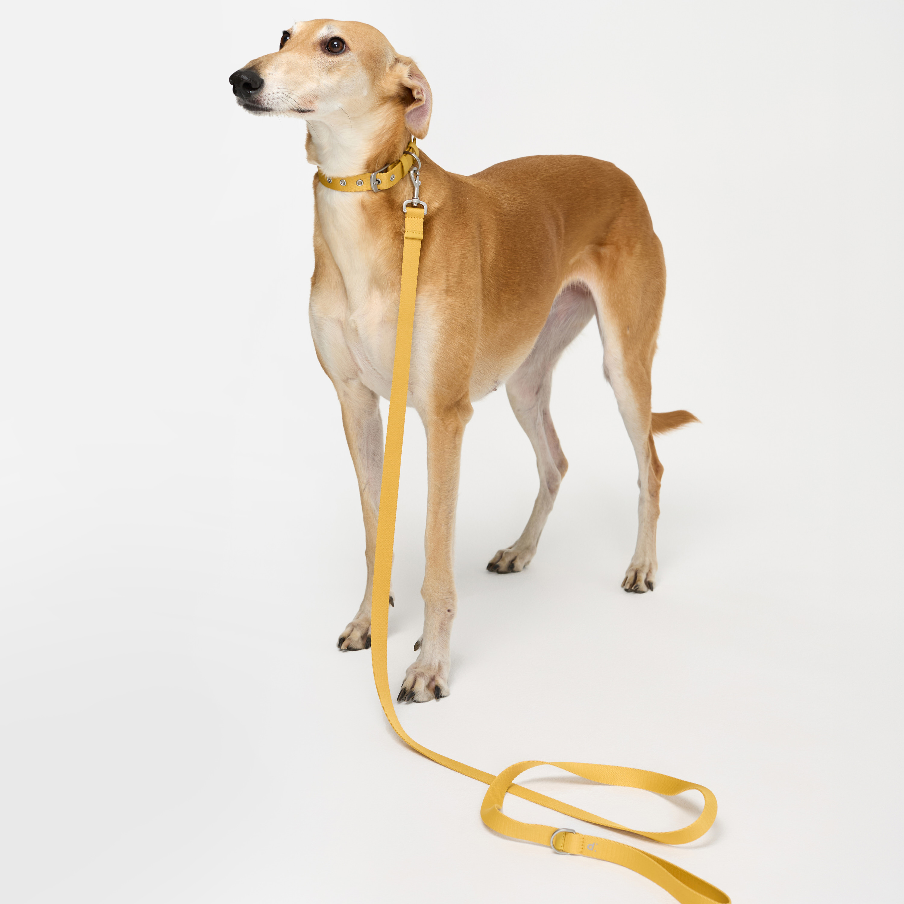 поводок стропа